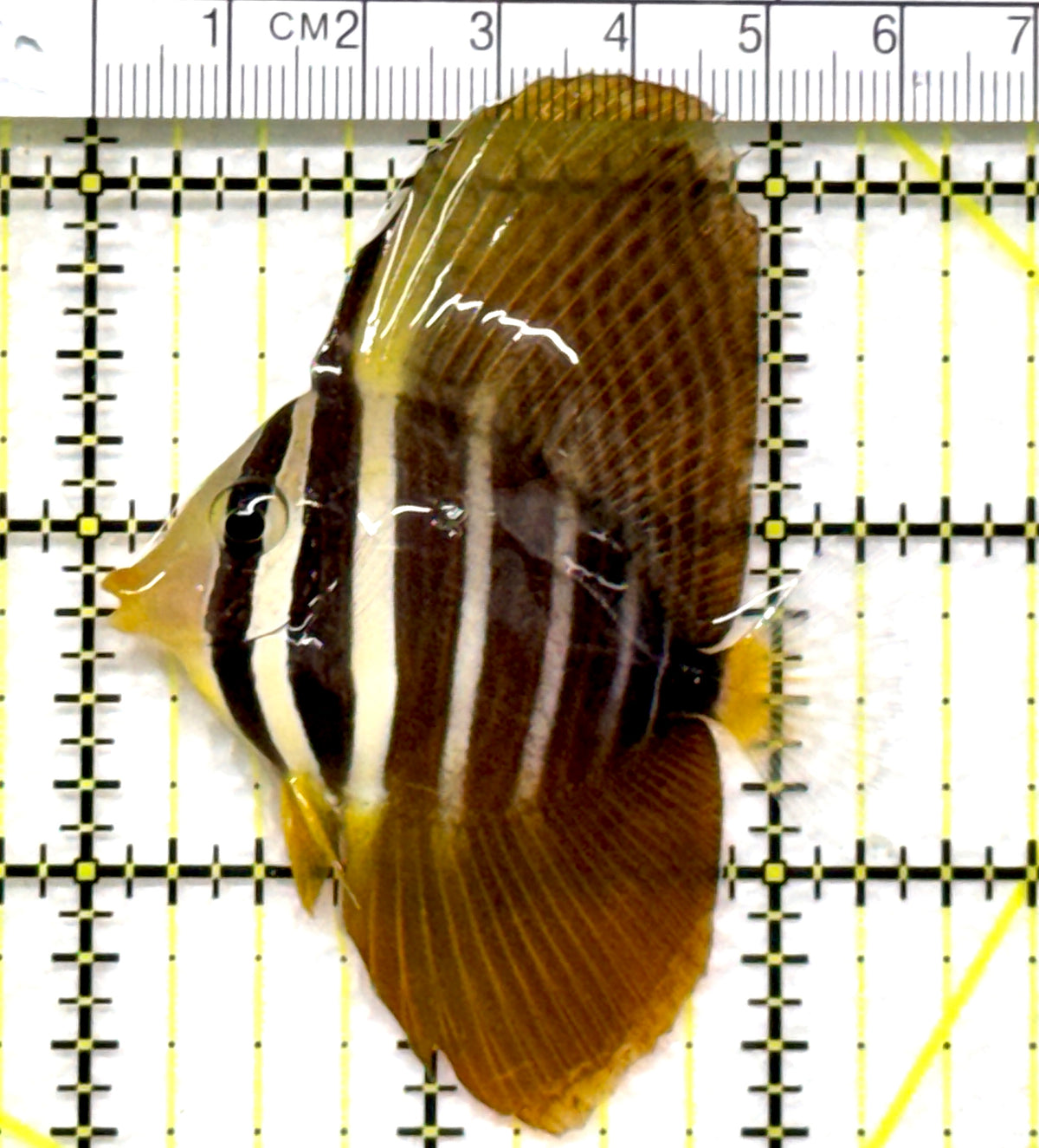 Sailfin Tang ST102501 WYSIWYG Size: M 2.25" approx