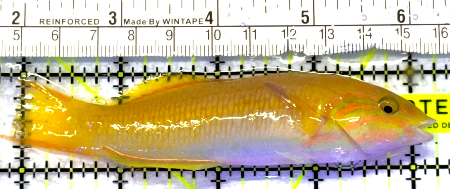 Yellow Banana Wrasse YBW072303 WYSIWYG Size: ML 4.25" approx