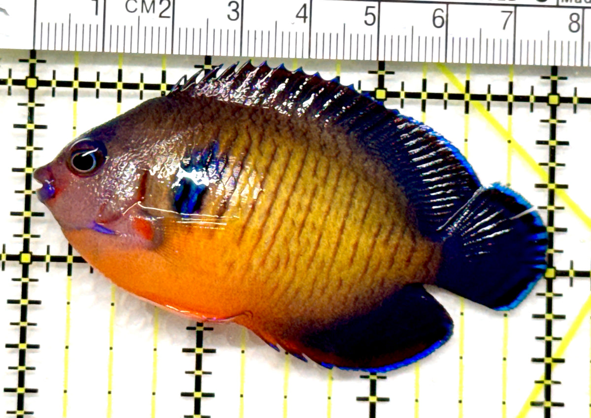 Coral Beauty Angelfish CBA102501 WYSIWYG Size: ML 3" approx