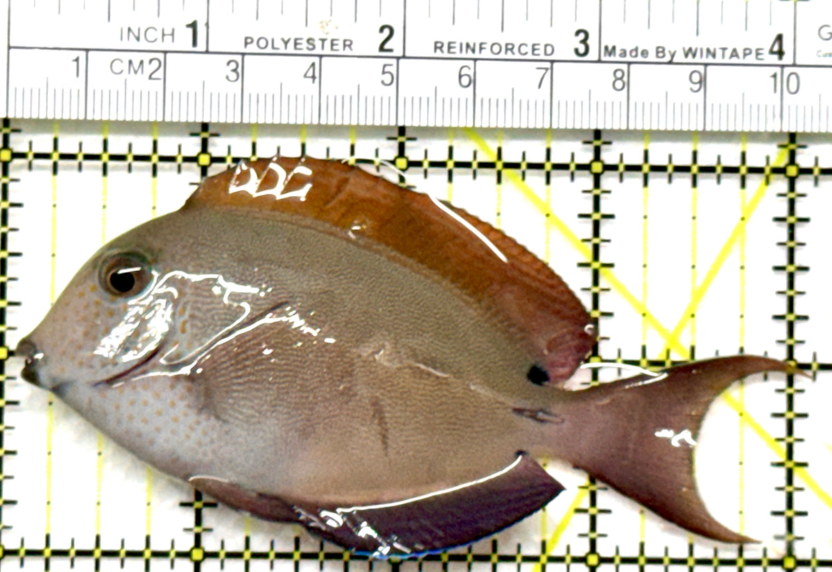Lavender Tang LT102501 WYSIWYG Size: ML 4" approx