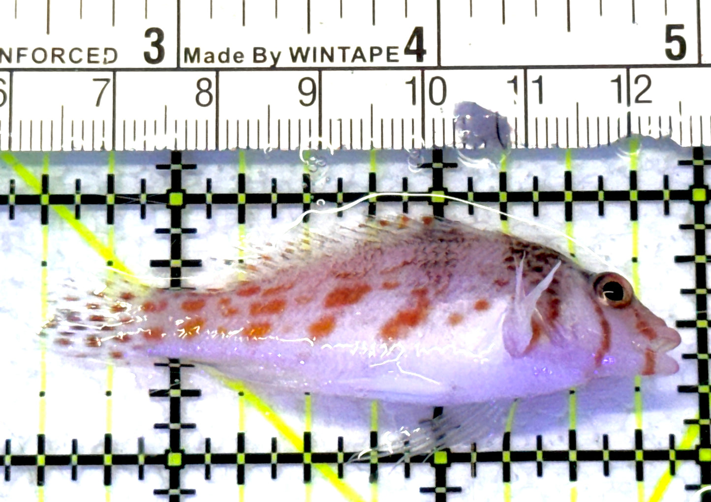 Falco Hawkfish FH072301 WYSIWYG Size: M 2.5" approx