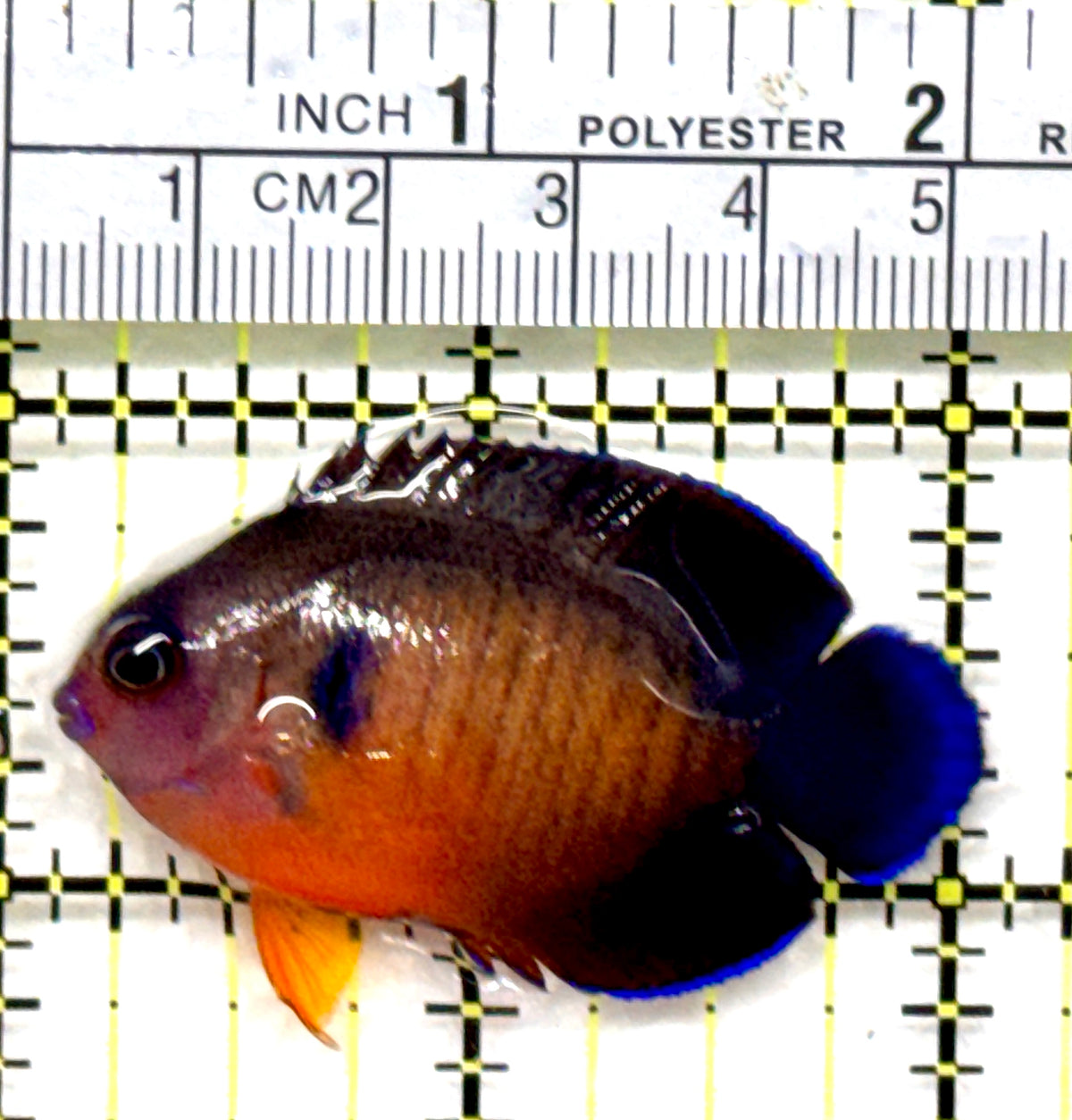 Coral Beauty Angelfish CBA102501 WYSIWYG Size: M 2" approx
