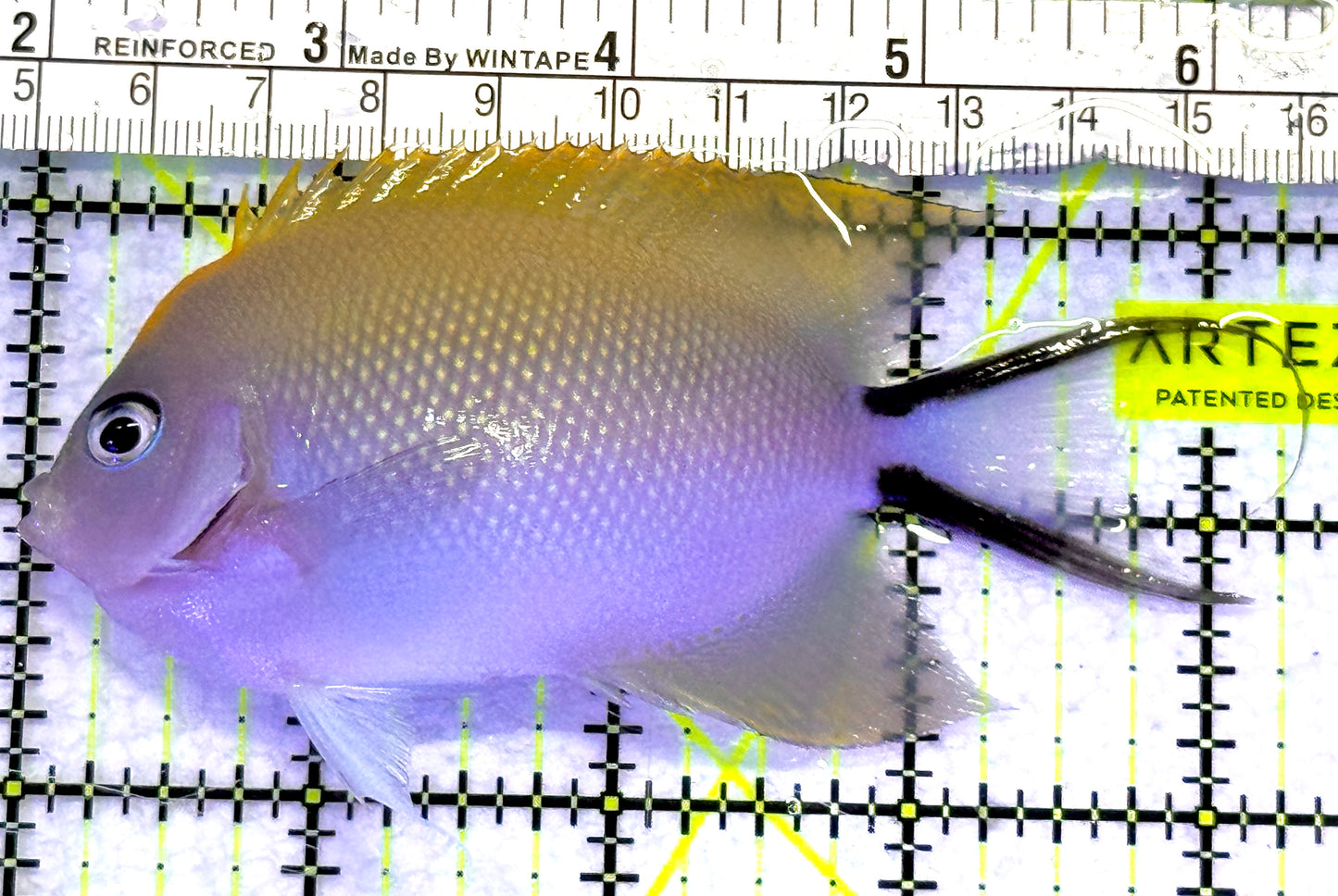 Swallowtail Angelfish Female (Reefsafe) SAF072301 WYSIWYG Size: XL 4.75" approx