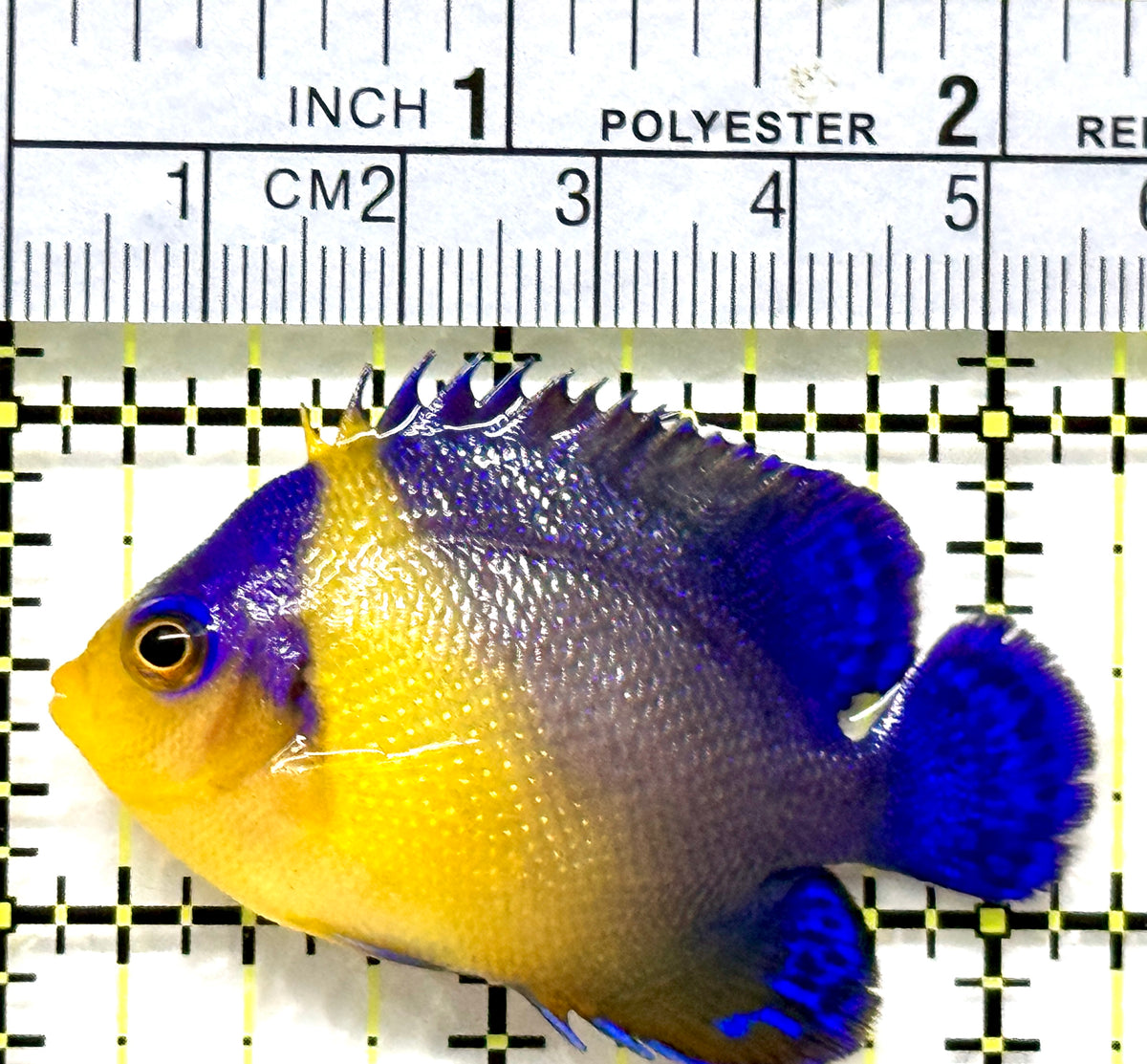 Venustus Angelfish VA102501 WYSIWYG Size: M 2.25" approx