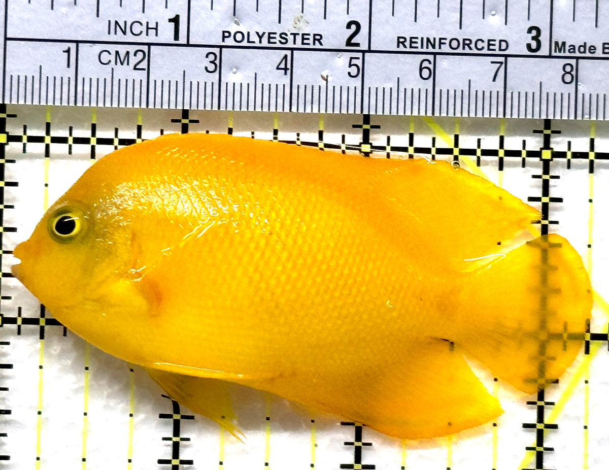 Yellow Herald's Angelfish YHA102501 WYSIWYG Size: L 3.25" approx