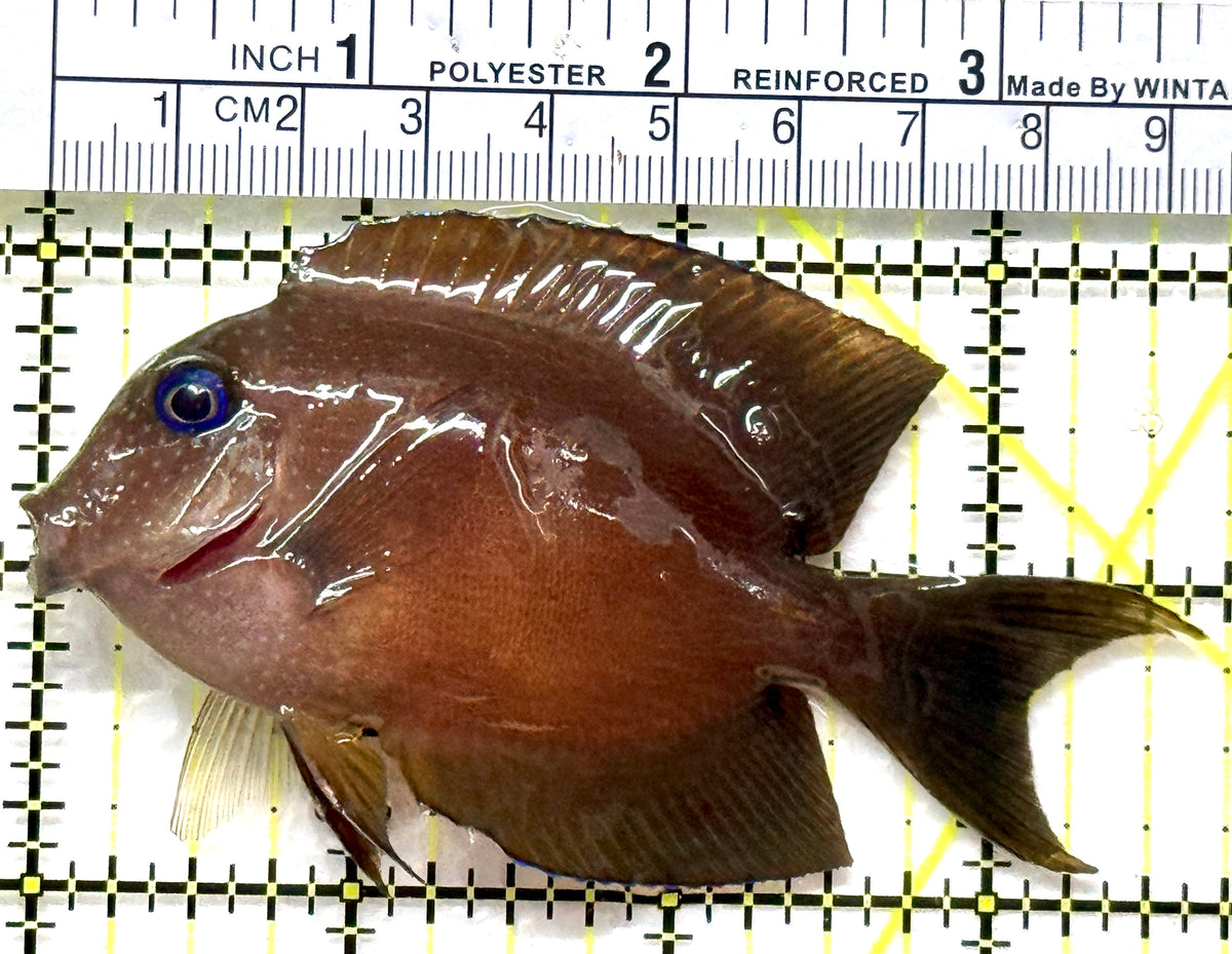 Blue Eye Kole Tang BEKT102501 WYSIWYG Size: ML 3.75" approx