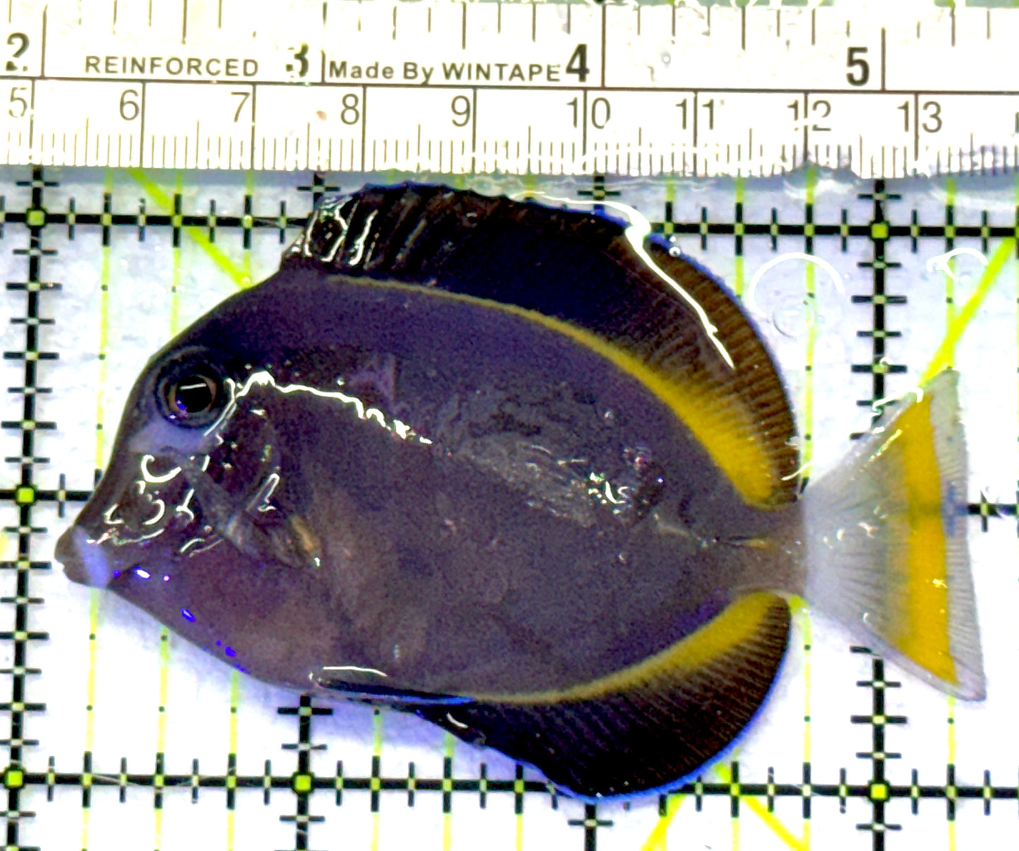 Gold Rim Tang GRT072301 WYSIWYG Size: ML 3.25" approx