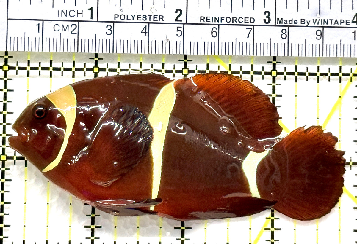 White Stripe Maroon Clownfish WSMC102502 WYSIWYG Size: L 3.75" approx