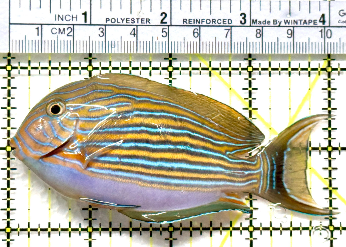 Clown Tang CT102502 WYSIWYG Size: ML 4" approx