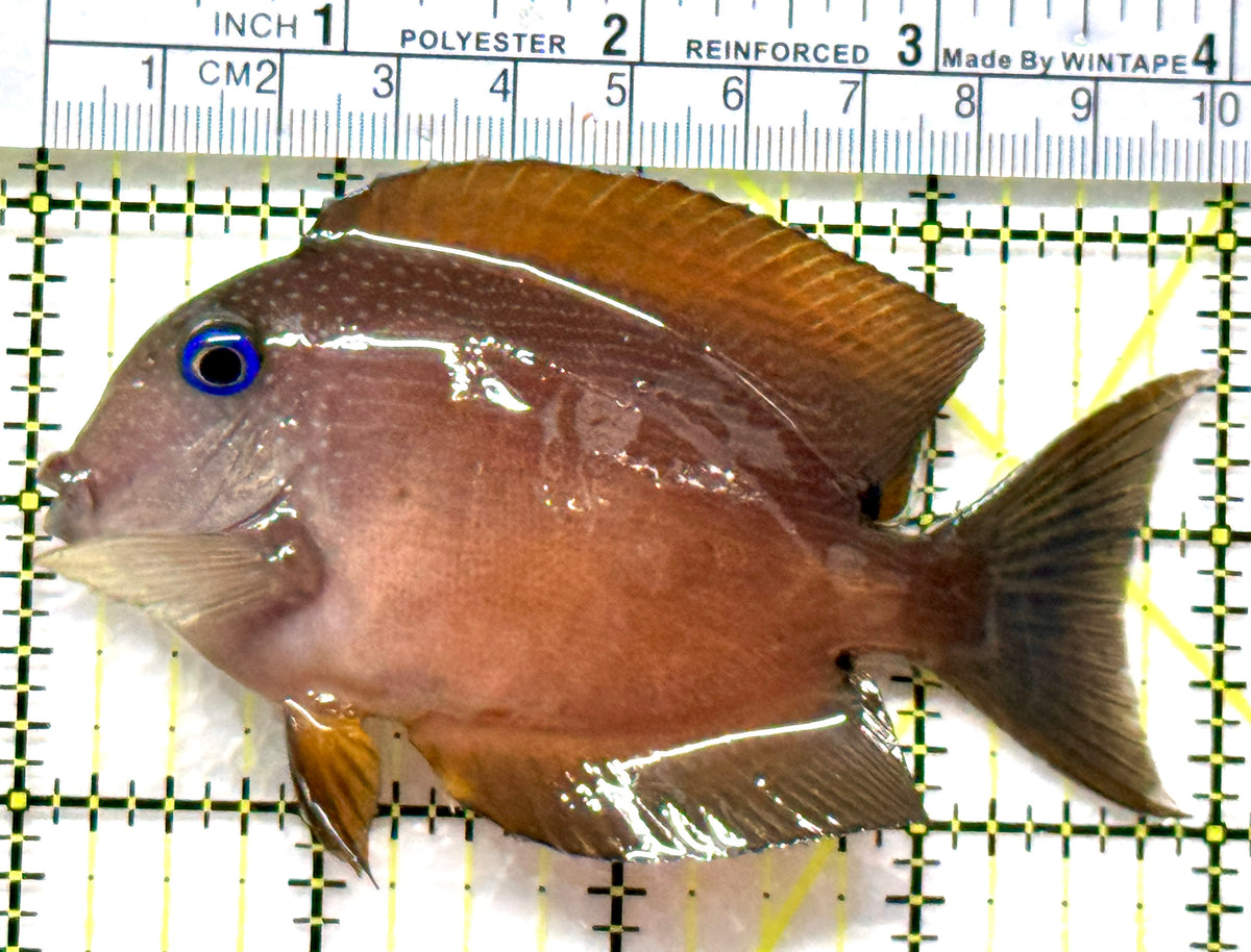 Blue Eye Kole Tang BEKT102502 WYSIWYG Size: ML 4" approx