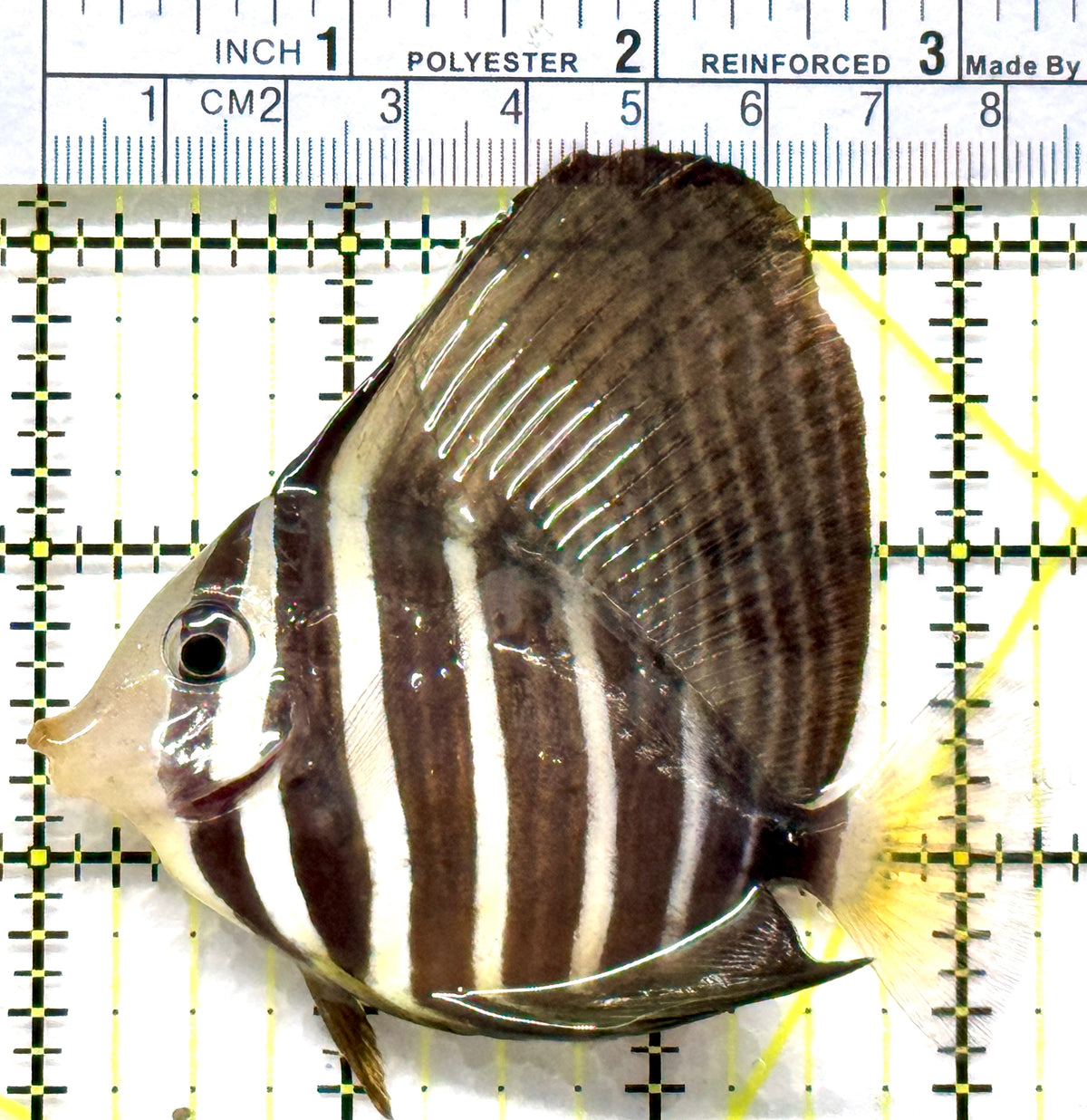 Sailfin Tang ST102501 WYSIWYG Size: ML 3.25" approx