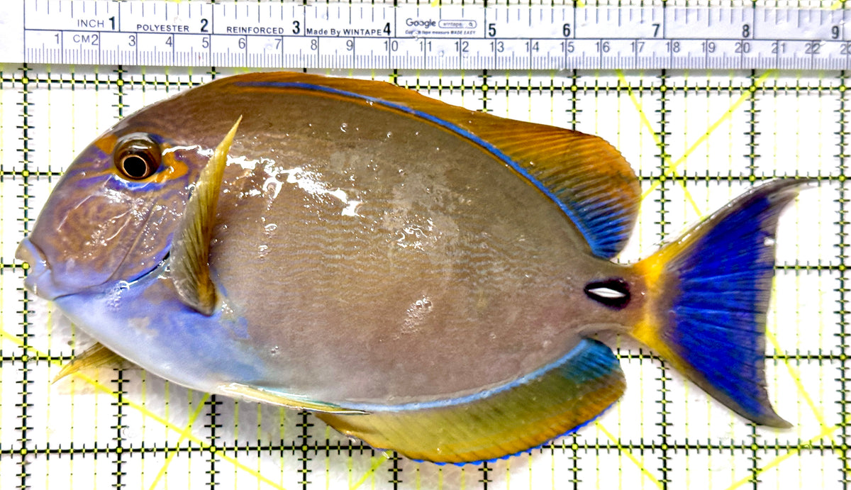 Bariene Tang BT102502 WYSIWYG Size: XXXL 9" approx