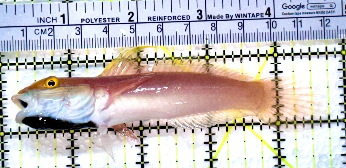 Bella Rose Sand Shifting Goby BRSSG102501 WYSIWYG Size: XL 4.75" approx