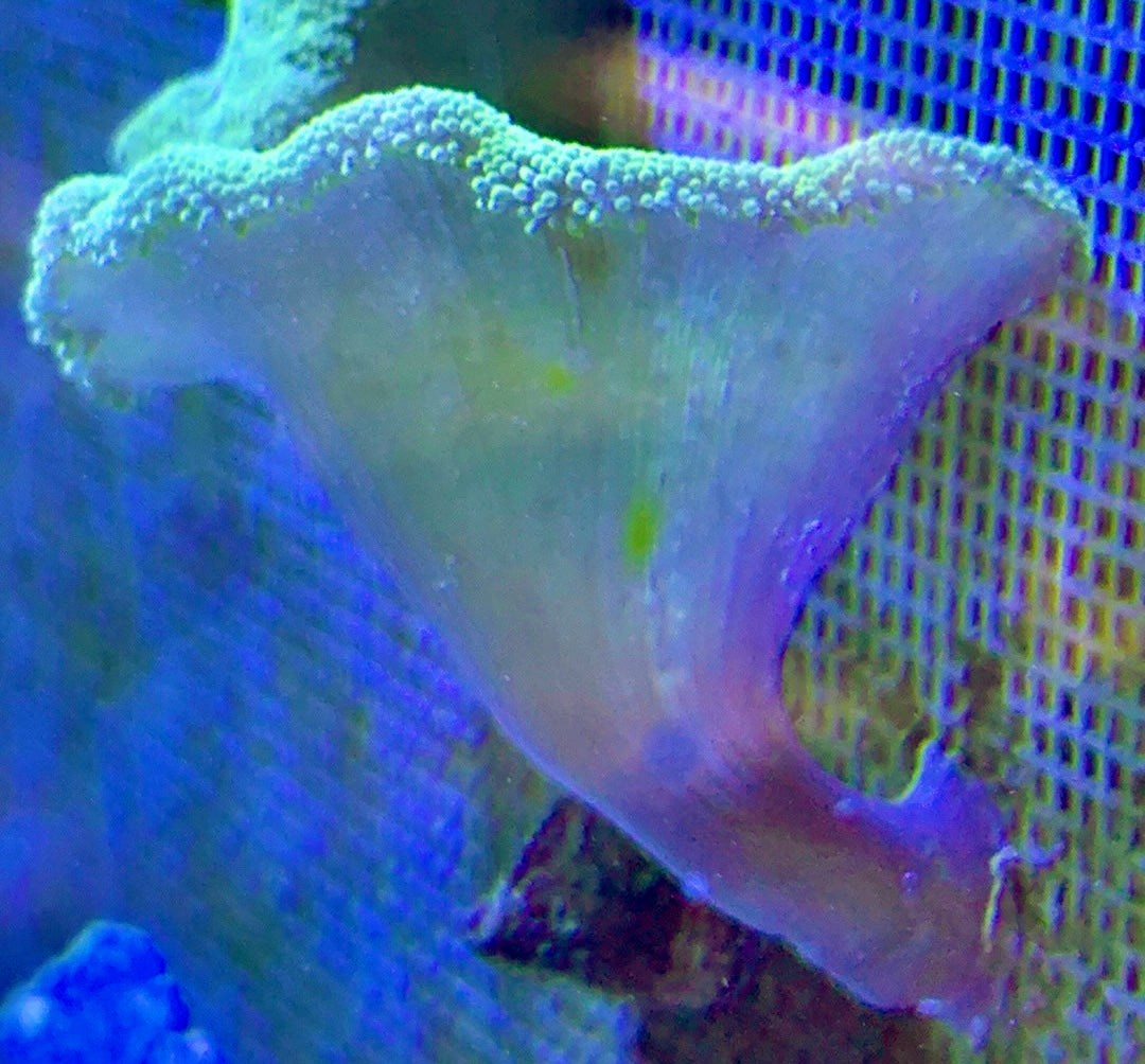 Green Carpet Anemone (Haddoni) GCA093002 WYSIWYG Size: S 2" to 4"