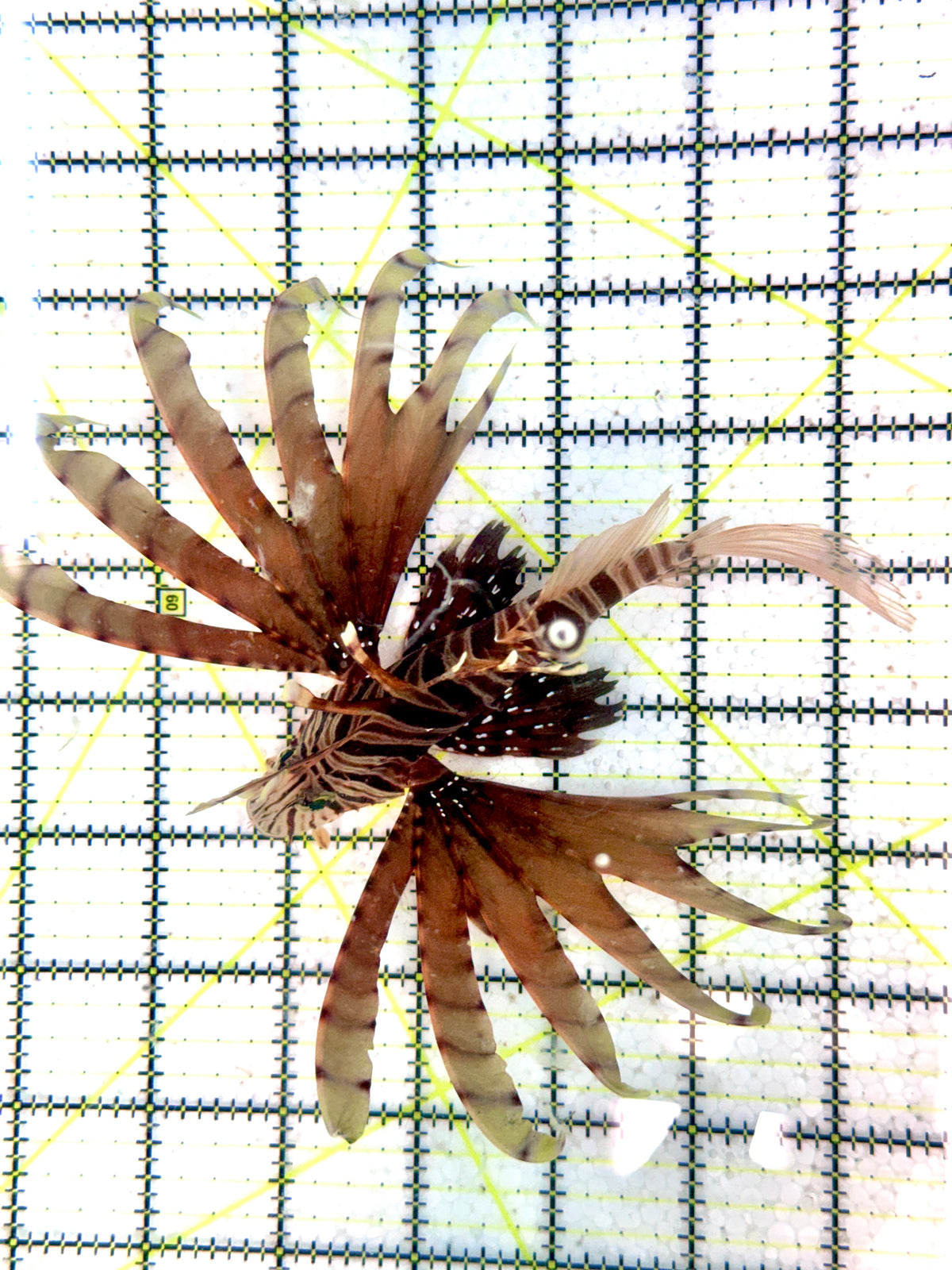 Red Volitan Lionfish RVL102501 WYSIWYG Size: L 5" approx
