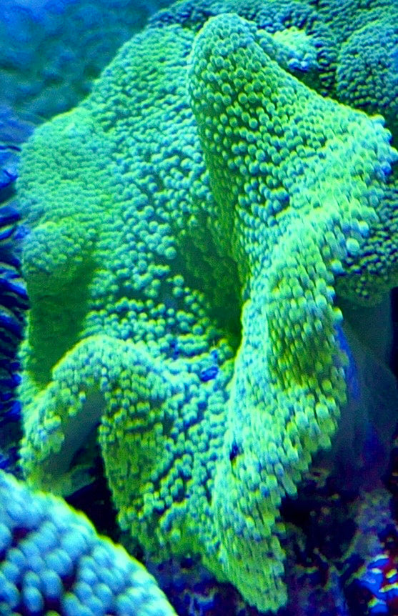 Green Carpet Anemone (Haddoni) GCA093003 WYSIWYG Size: S 2" to 4"