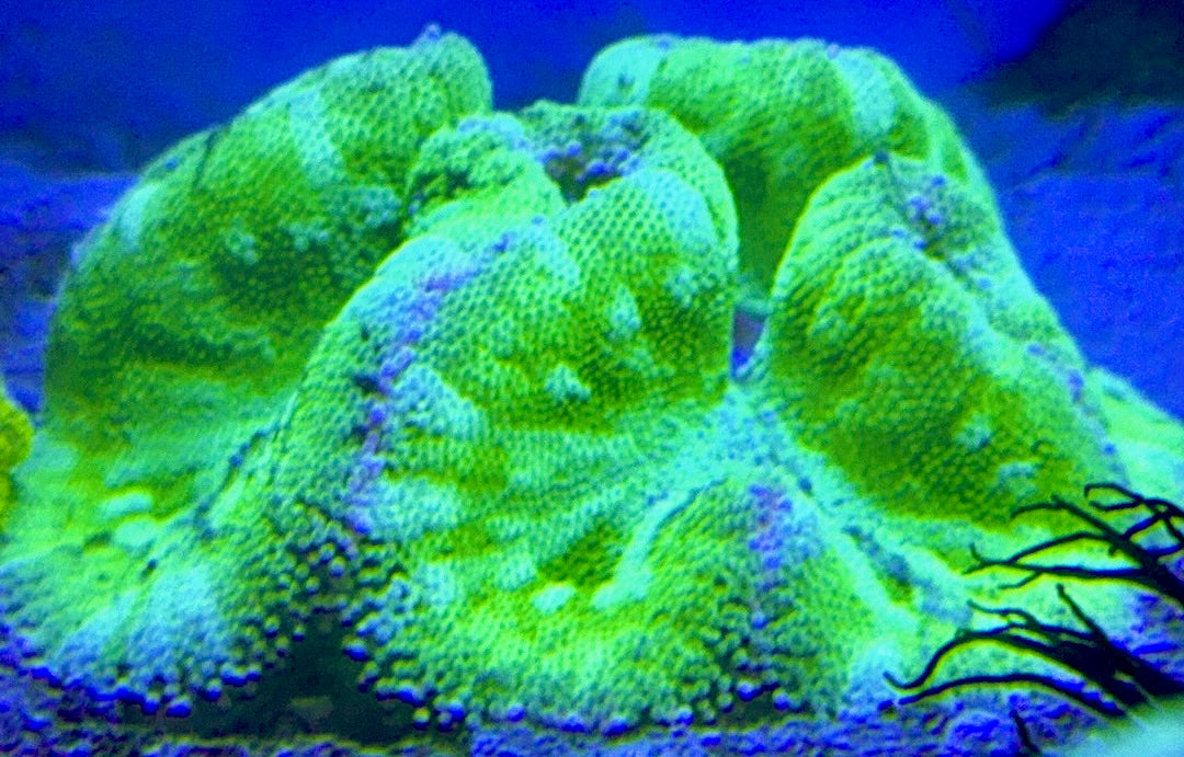 Green Centre Carpet Anemone (Haddoni) GCCA093002 WYSIWYG Size: XL 8" to 10"