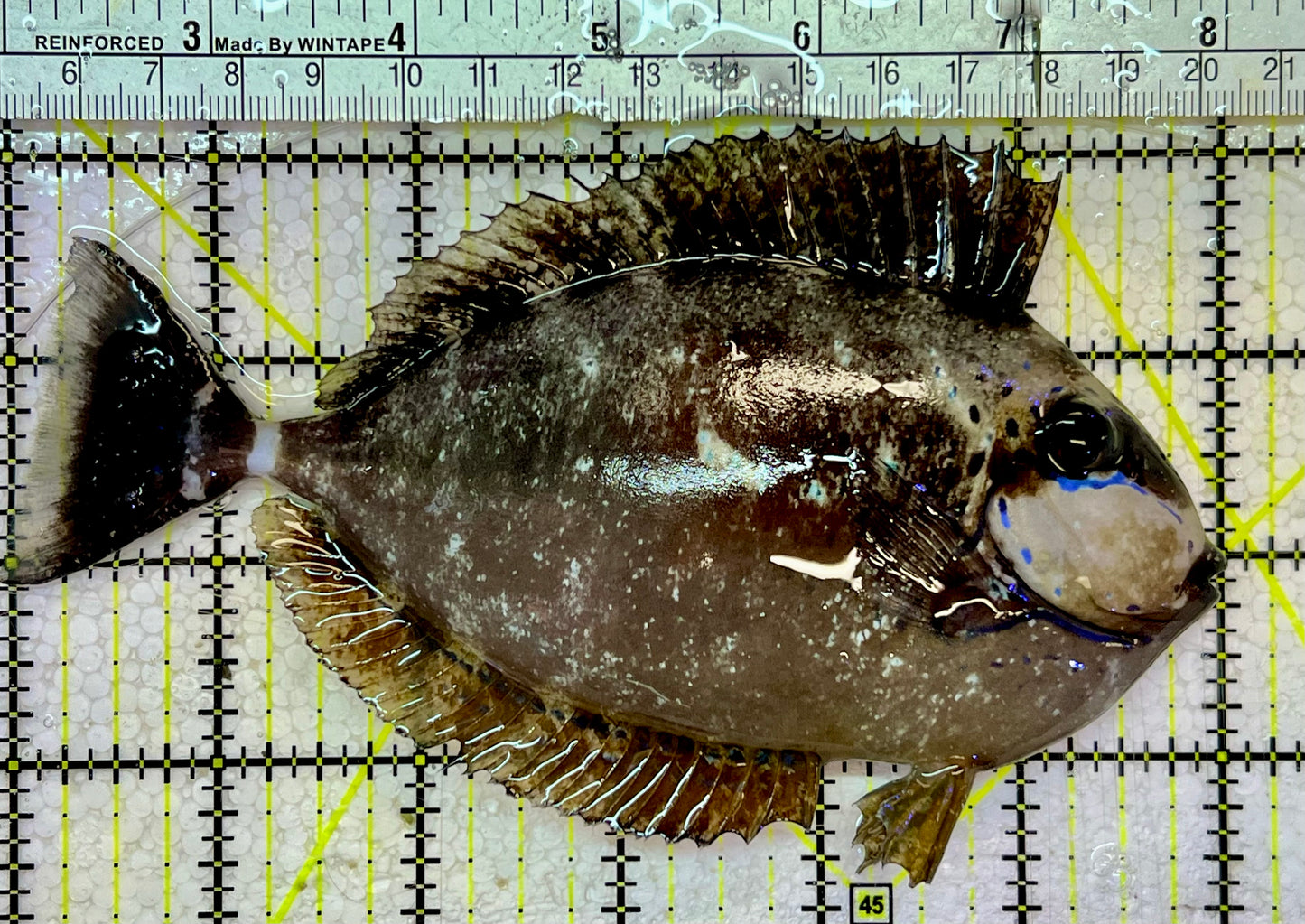 Vlamingi Unicorn Tang VUT051401 WYSIWYG Size: L 6"