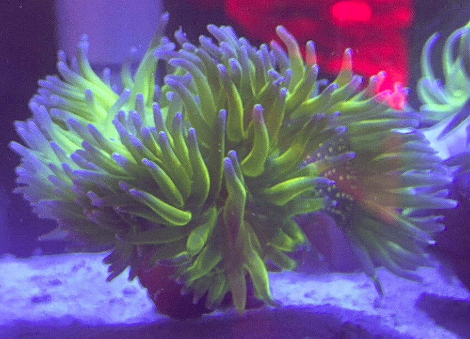 Blue Tip Green Long Tentacle Anemone BTGLTA100101 WYSIWYG Size XL: 9" to 11"