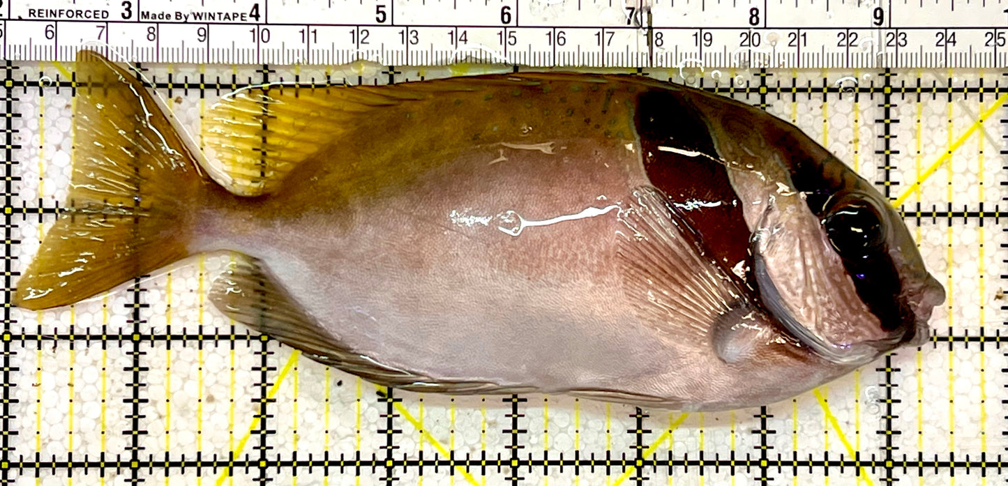 Scribbled Rabbitfish SRF051402 WYSIWYG Size: Show XXL 7.25”