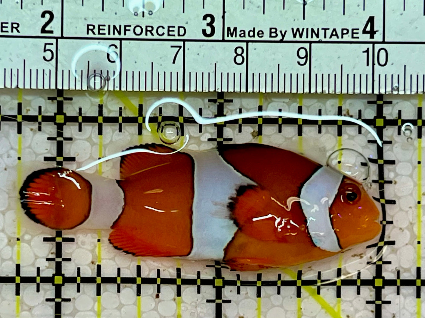 Ocellaris Clownfish OCF051501 WYSIWYG Size: L 2.25”