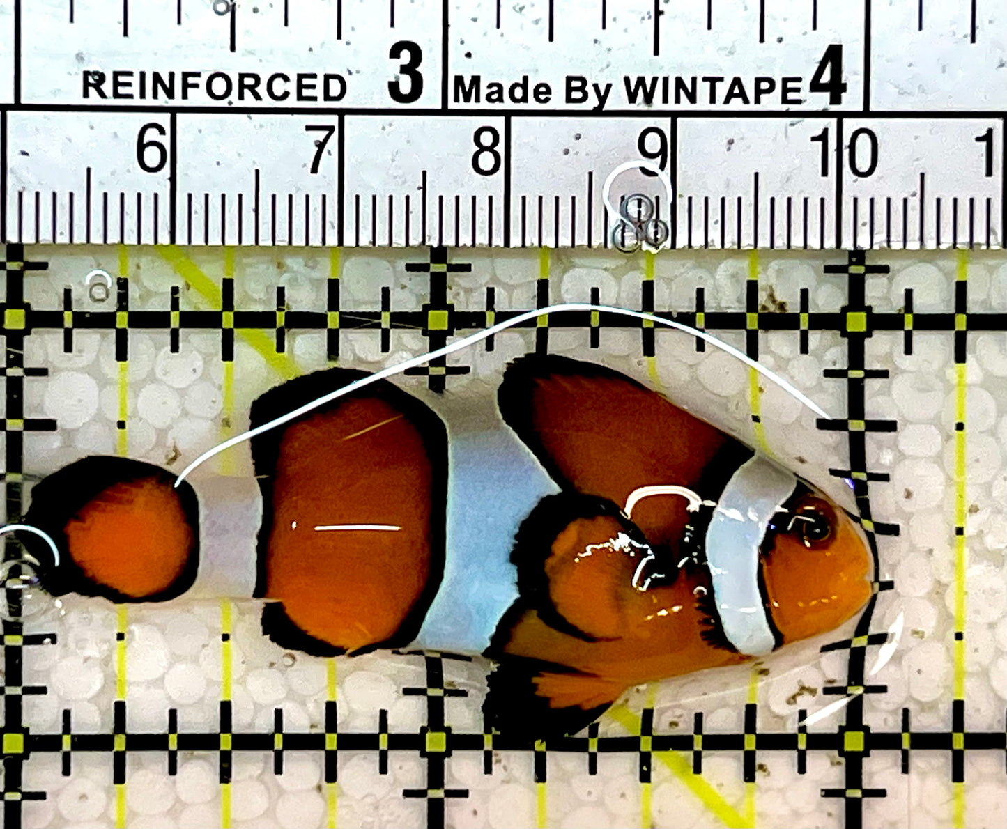 Ocellaris Clownfish OCF051502 WYSIWYG Size: L 2”