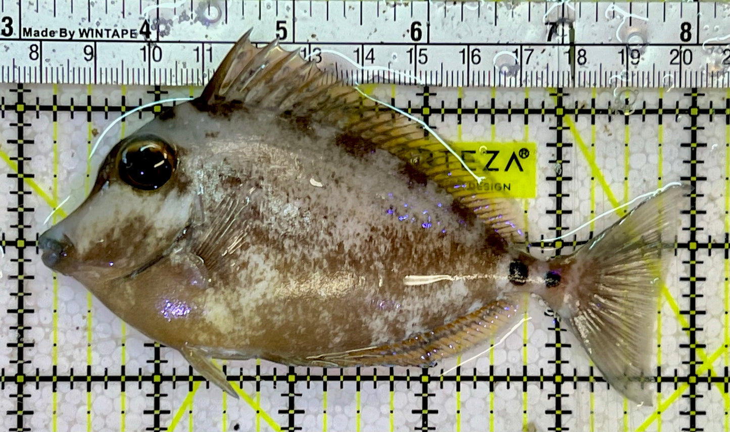 Unicorn Tang UT051501 WYSIWYG Size: ML 4.75”