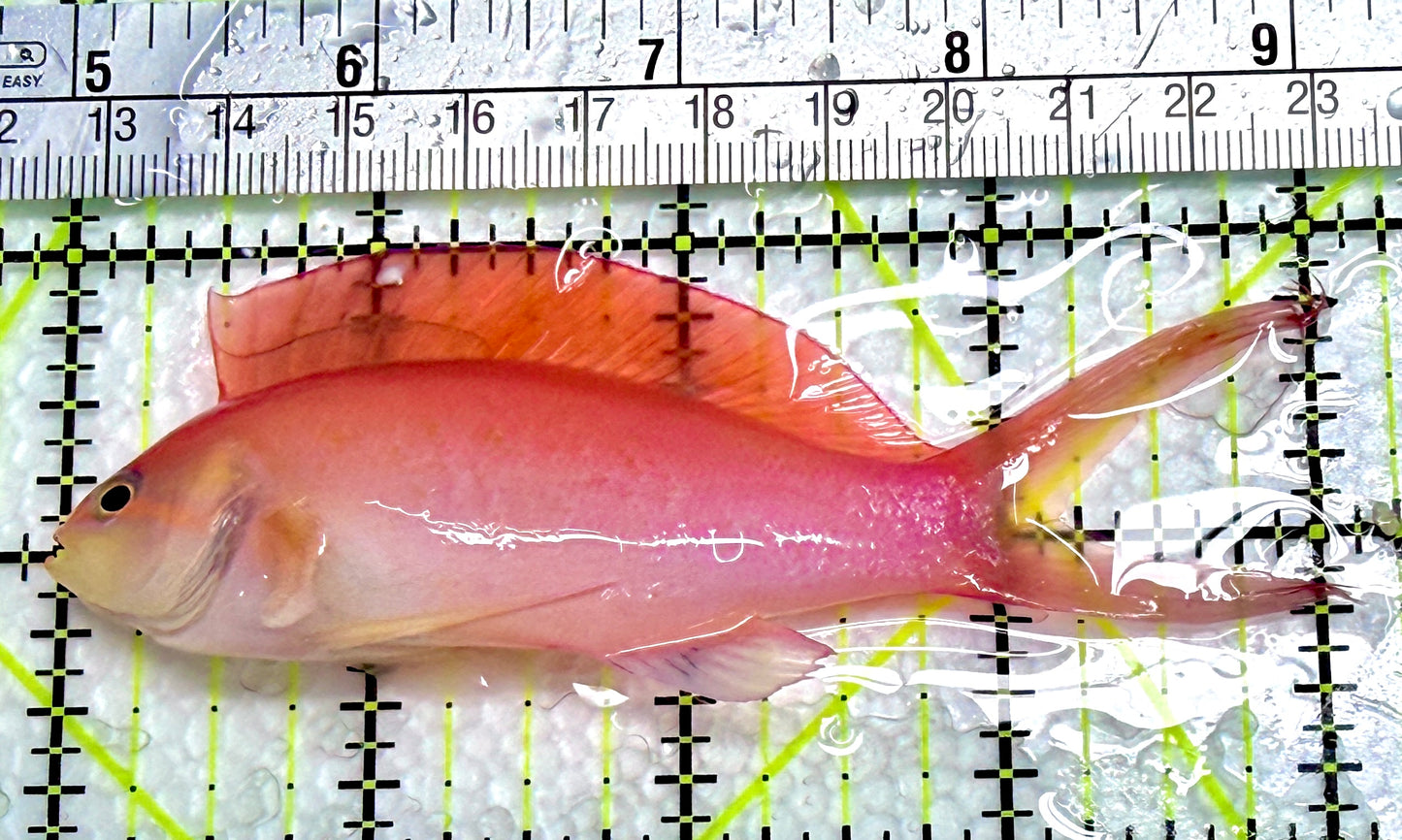 Ignitus Anthias IA071901 WYSIWYG Size: L 4"