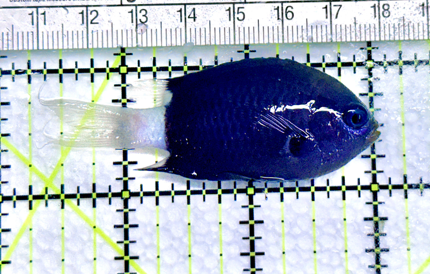 Bicolor Chromis BC072001 WYSIWYG Size: 2.75" approx