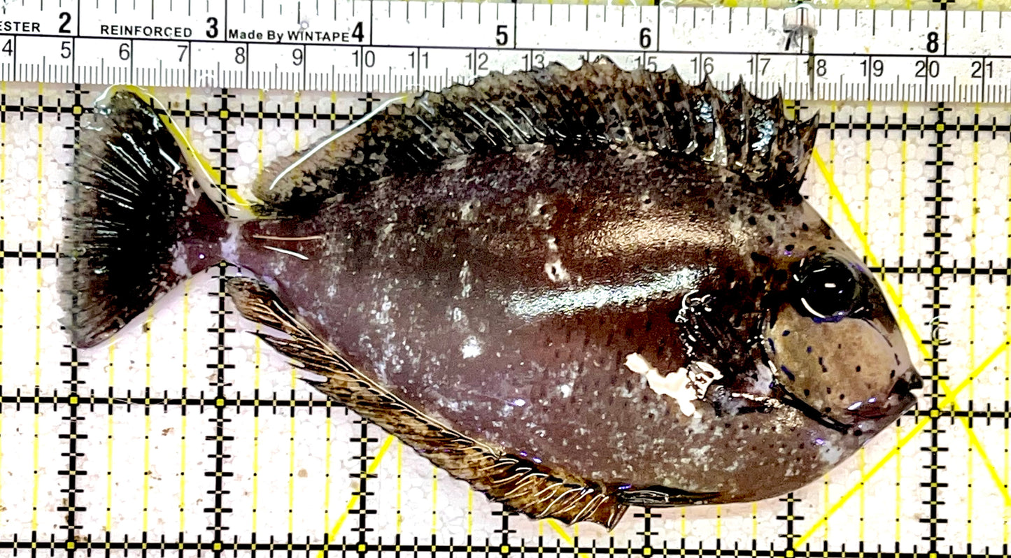 Vlamingi Unicorn Tang VUT051403 WYSIWYG Size: L 6"