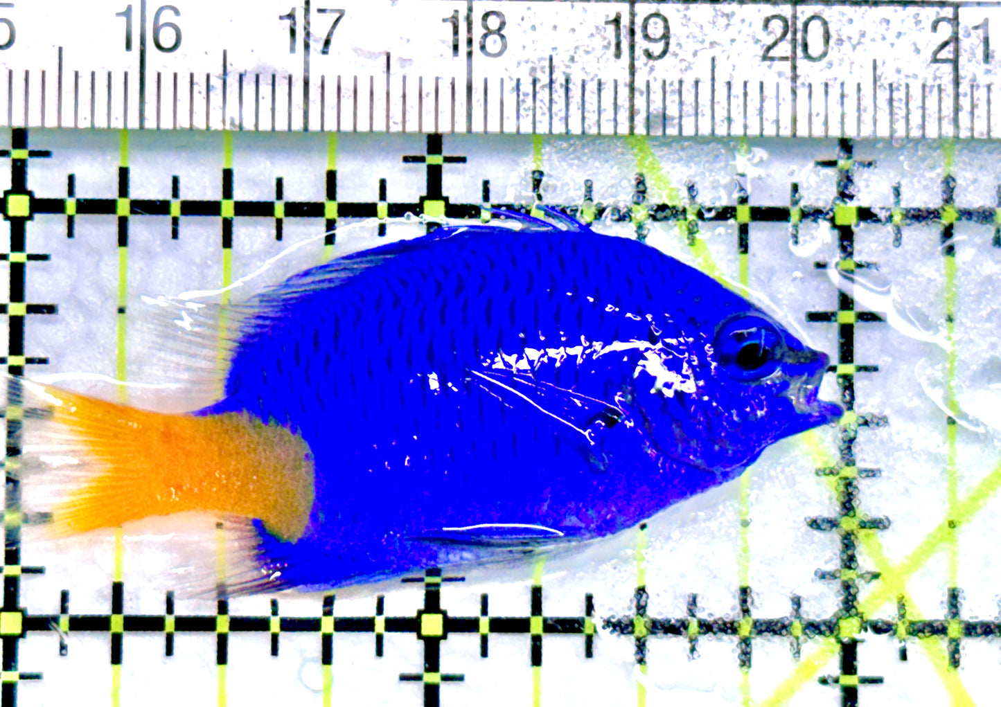 Yellowtail Damselfish YD072001 WYSIWYG Size: 2" approx