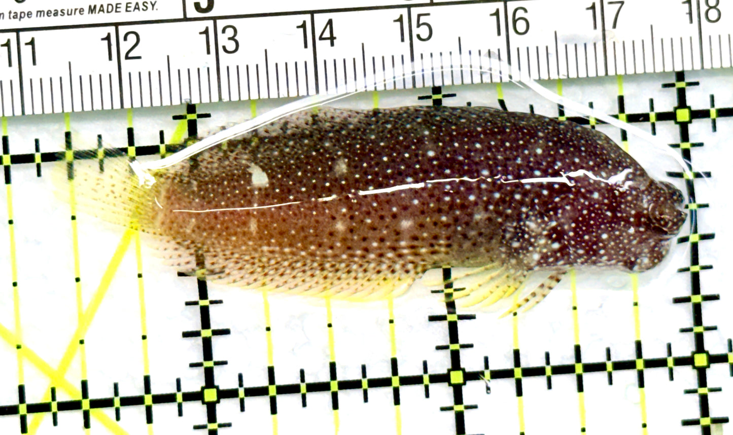 Starry Blenny SB072001 WYSIWYG Size: M 2.5" approx
