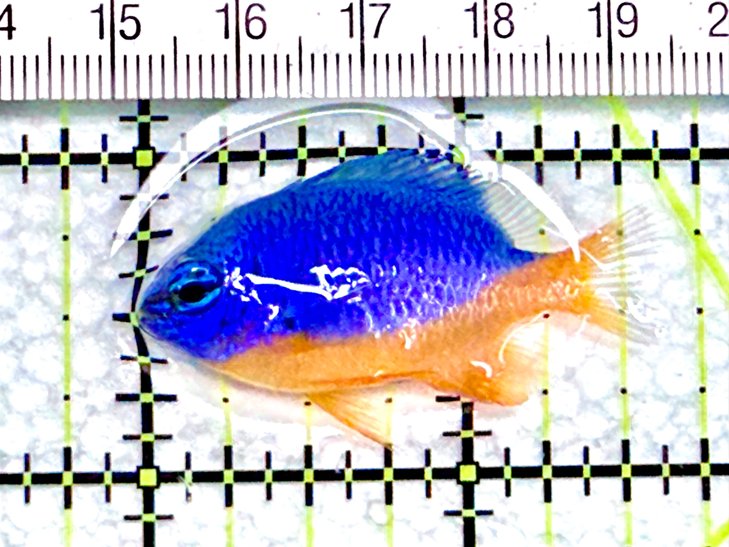 Kupang Azure Damselfish KAD072001 WYSIWYG Size:1.5" approx