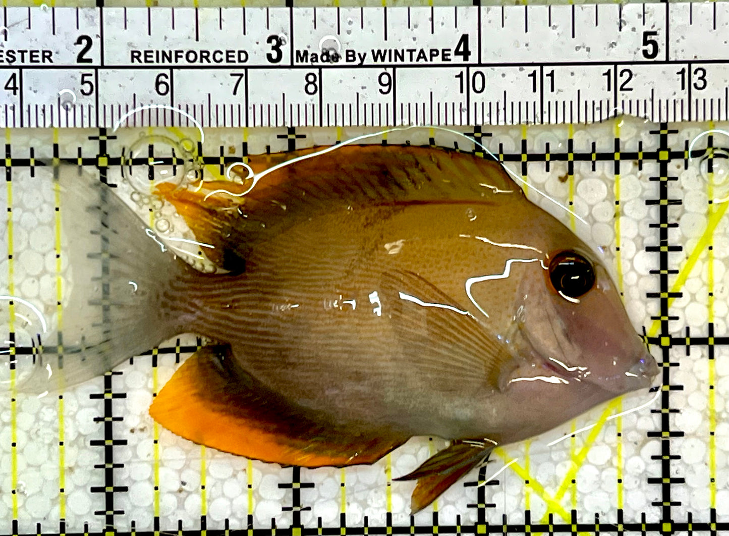 Flame Fin Tomini Tang FFT051501 WYSIWYG Size: M 3.25”