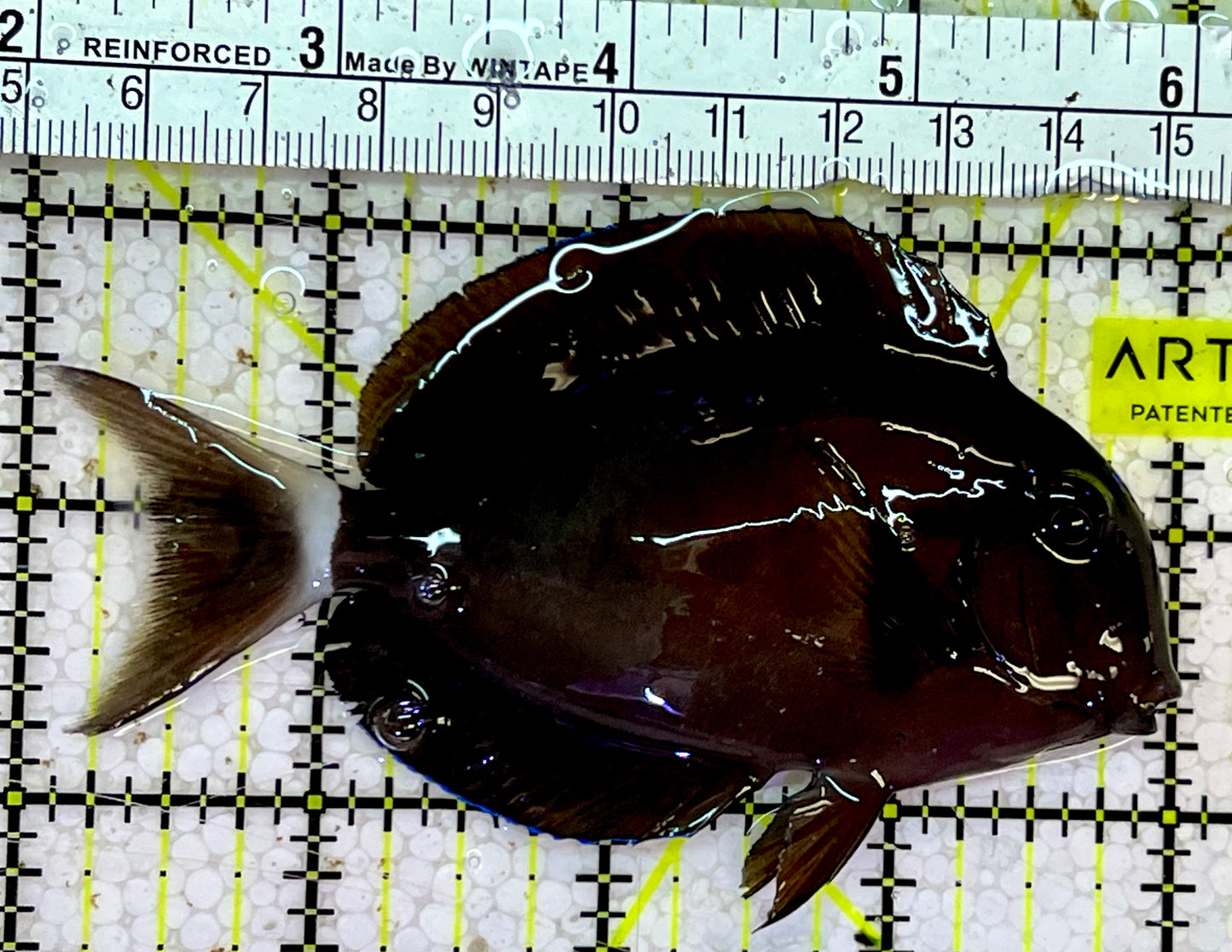 Eye Line Black Shoulder Tang EBS051601 WYSIWYG Size: ML 4"