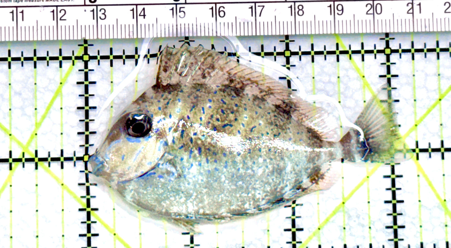 Vlamingi Unicorn Tang VUT072102 WYSIWYG Size: M 3.25" approx
