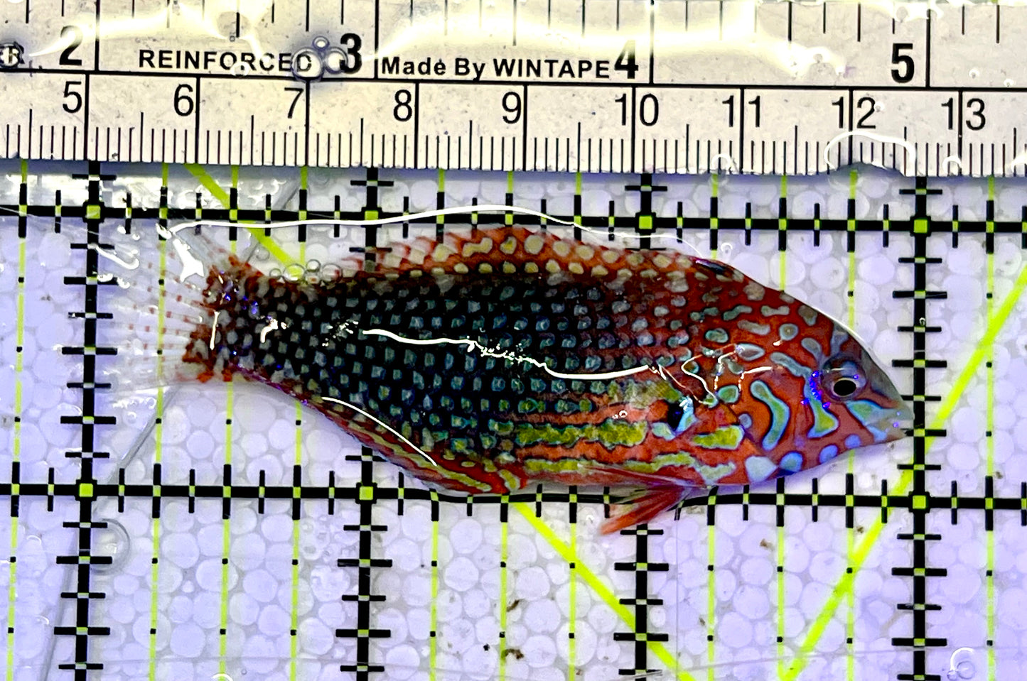 Ornate Leopard Wrasse OLW051502 WYSIWYG Size: L 3"