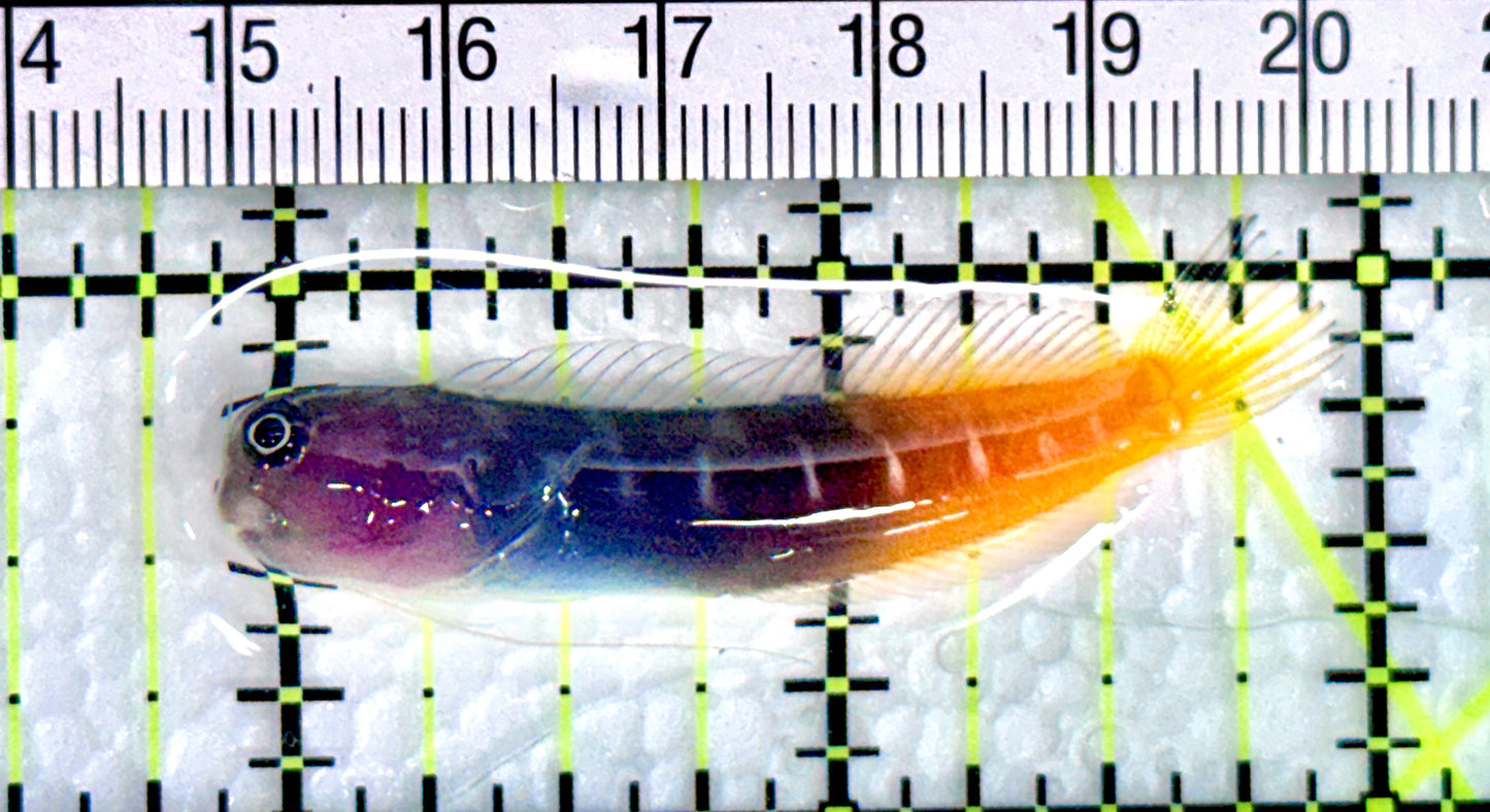 Bicolor Blenny BB072001 WYSIWYG Size: XL 2" approx