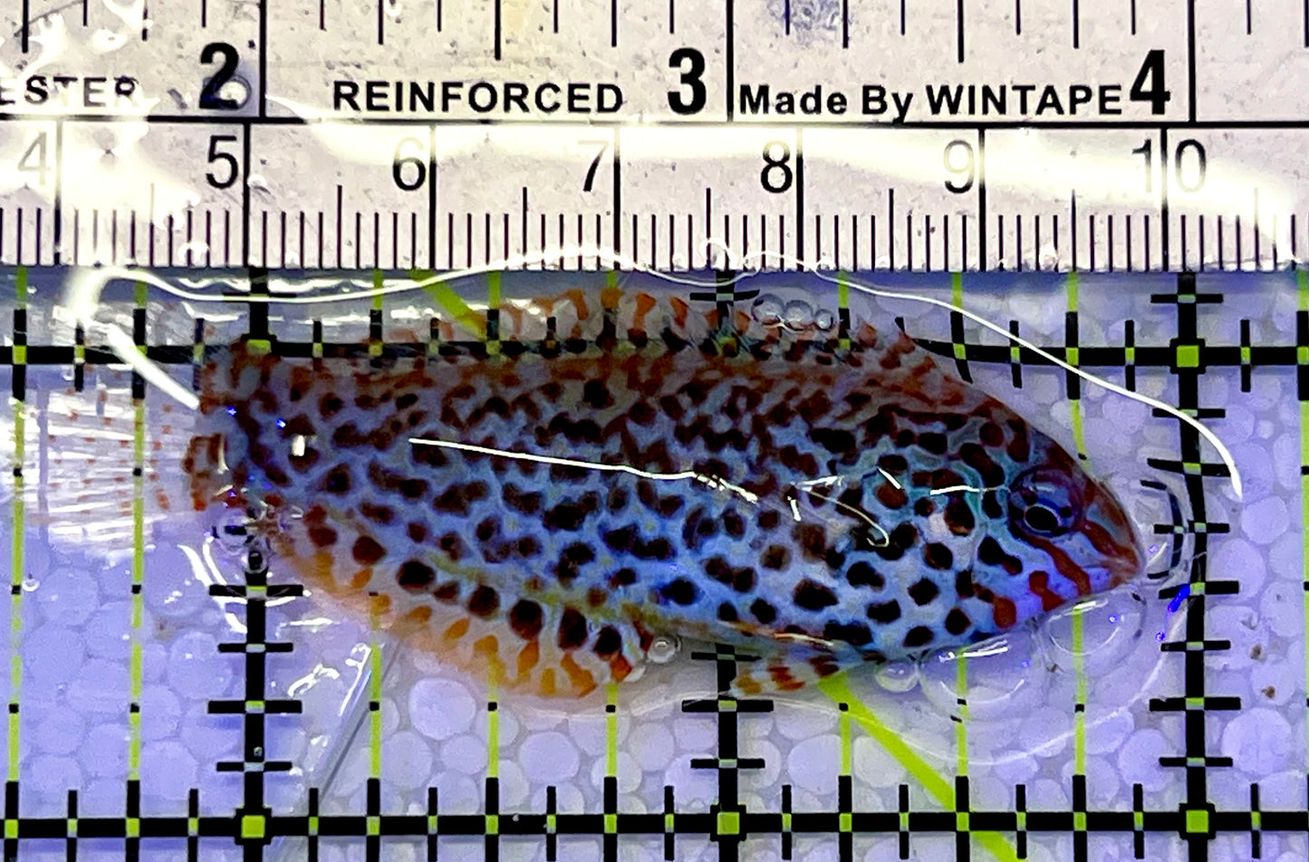 Meleagris Leopard Wrasse MLW051501 WYSIWYG Size: M 2.5"