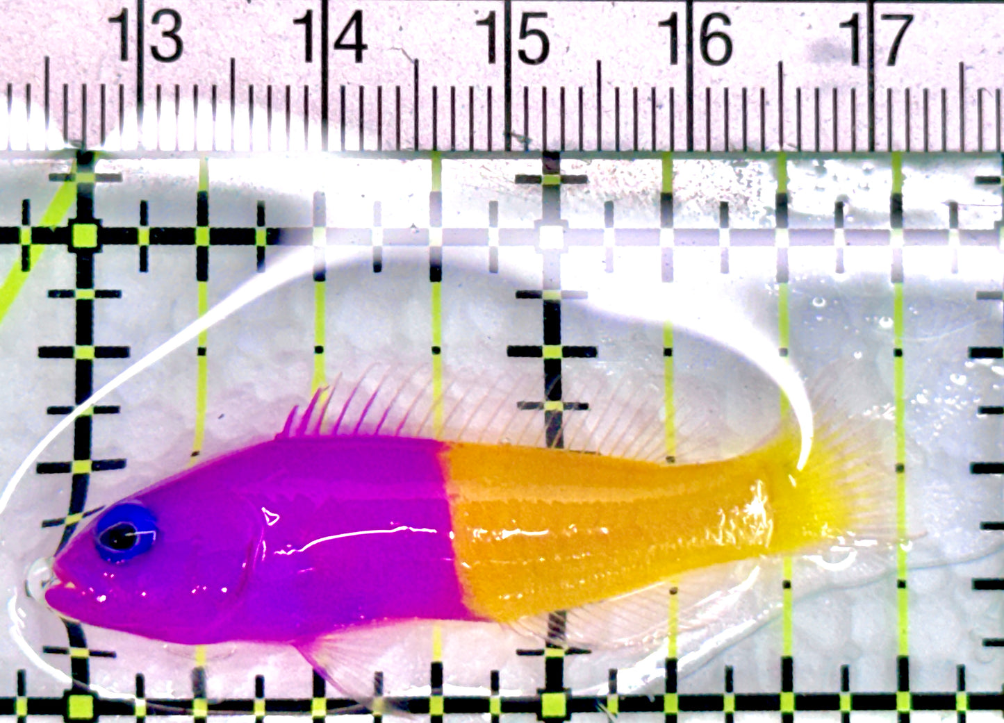 Royal Dottyback RD072001 WYSIWYG Size: S 1.75" approx