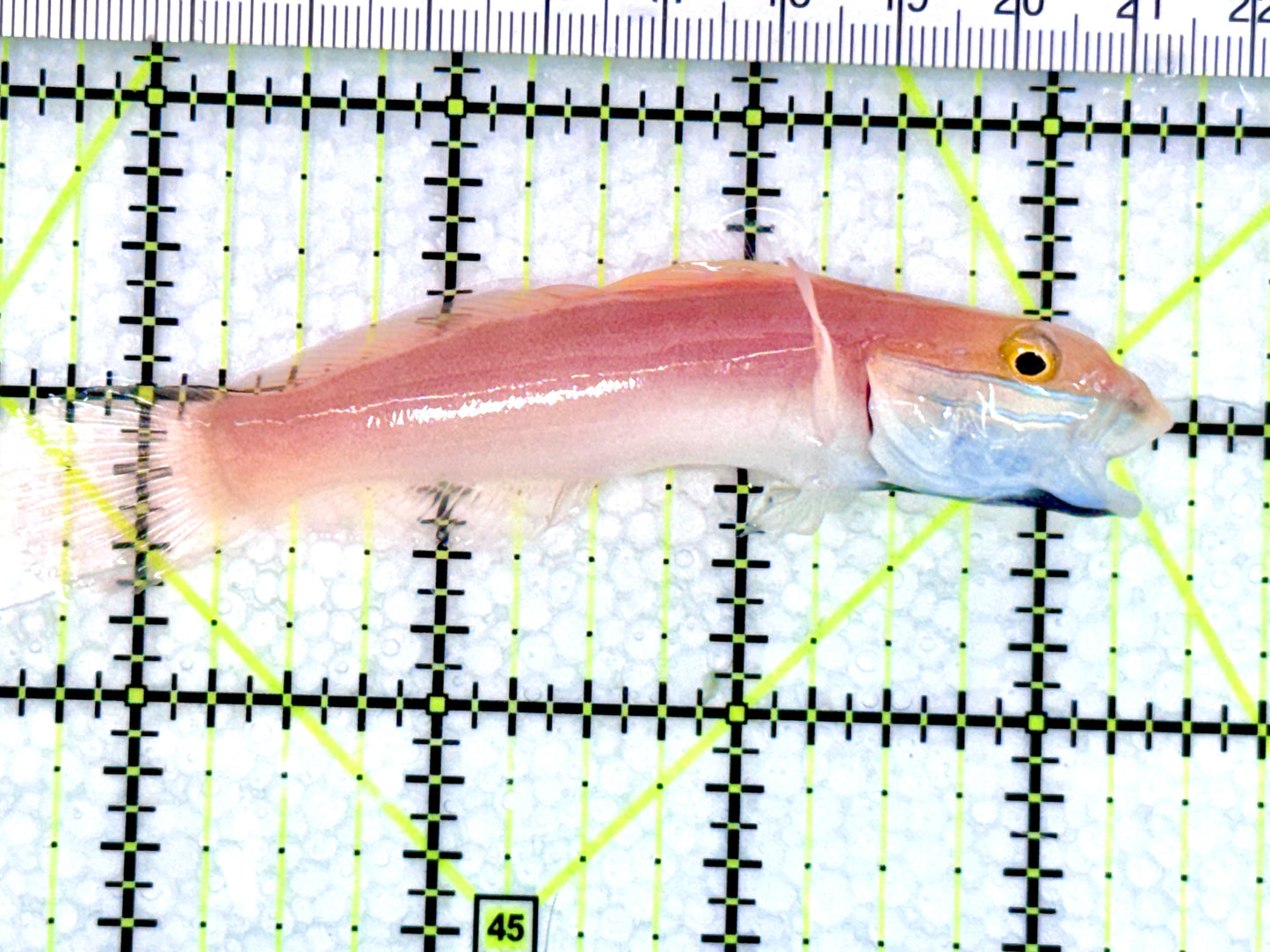 Bella Rose Sand Shifting Goby BRSSG072001 WYSIWYG Size: L 3.5" approx
