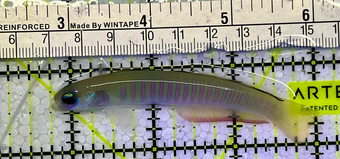 Zebra Barred Dartfish ZBD051501 WYSIWYG Size: 3.25”