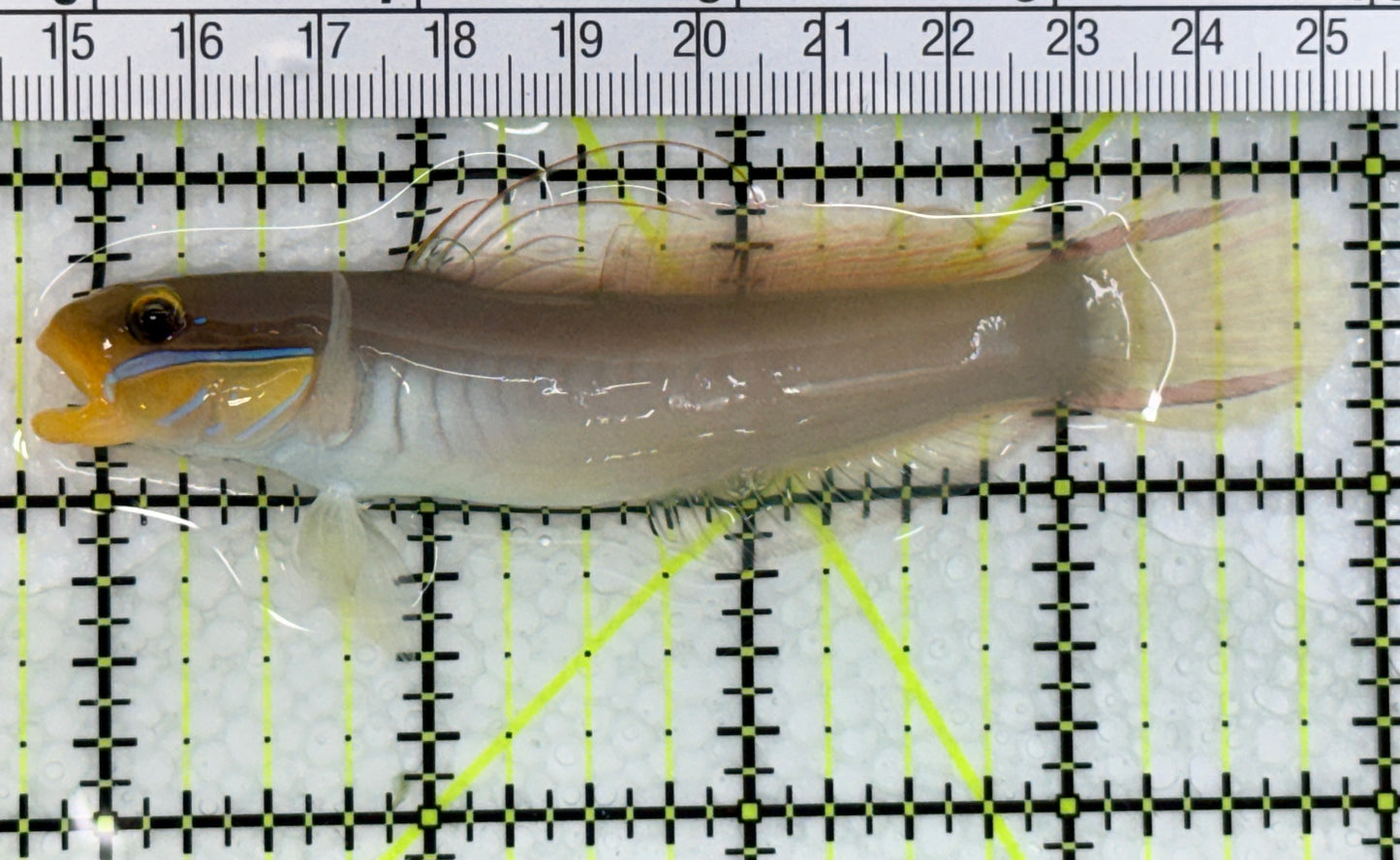 Golden Head Sleeper Goby GHSG072001 WYSIWYG Size: XL 4.5" approx
