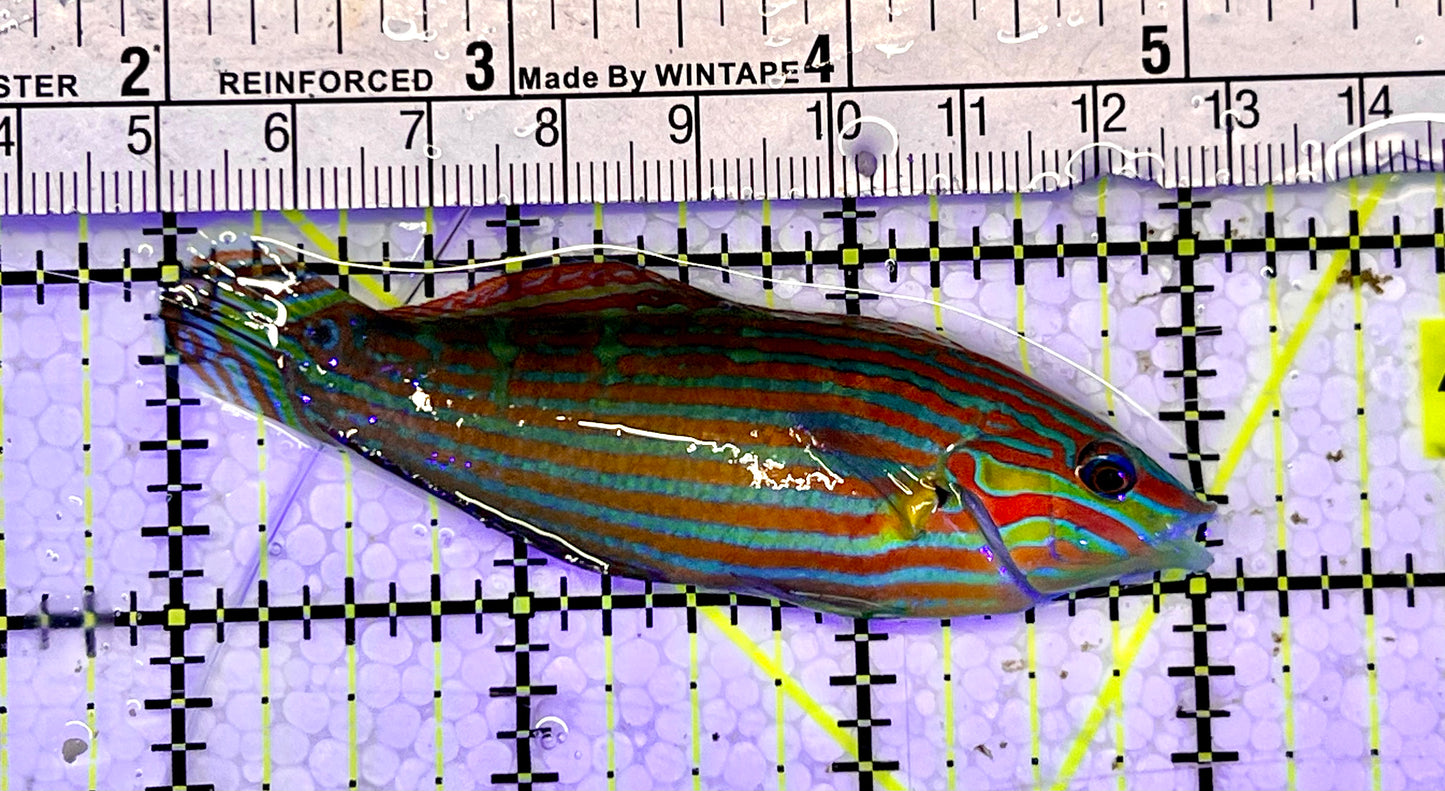 Melanurus Wrasse MW051502 WYSIWYG Size: XL 3”