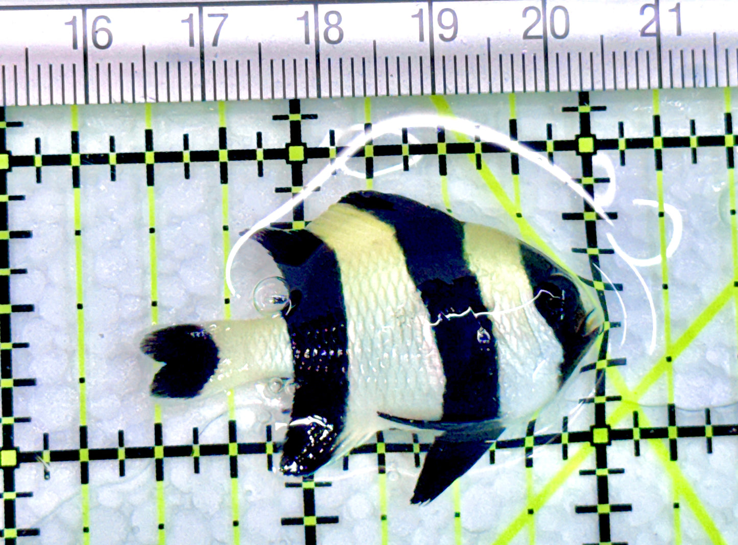 Four Stripe Damselfish FSD072101 WYSIWYG Size: 1.5" approx