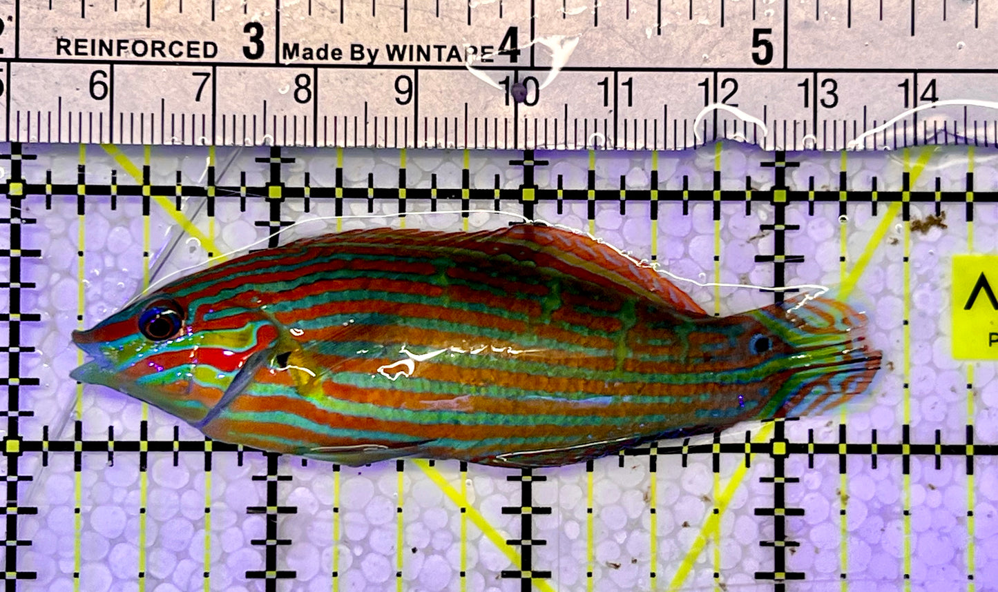 Melanurus Wrasse MW051502 WYSIWYG Size: XL 3”