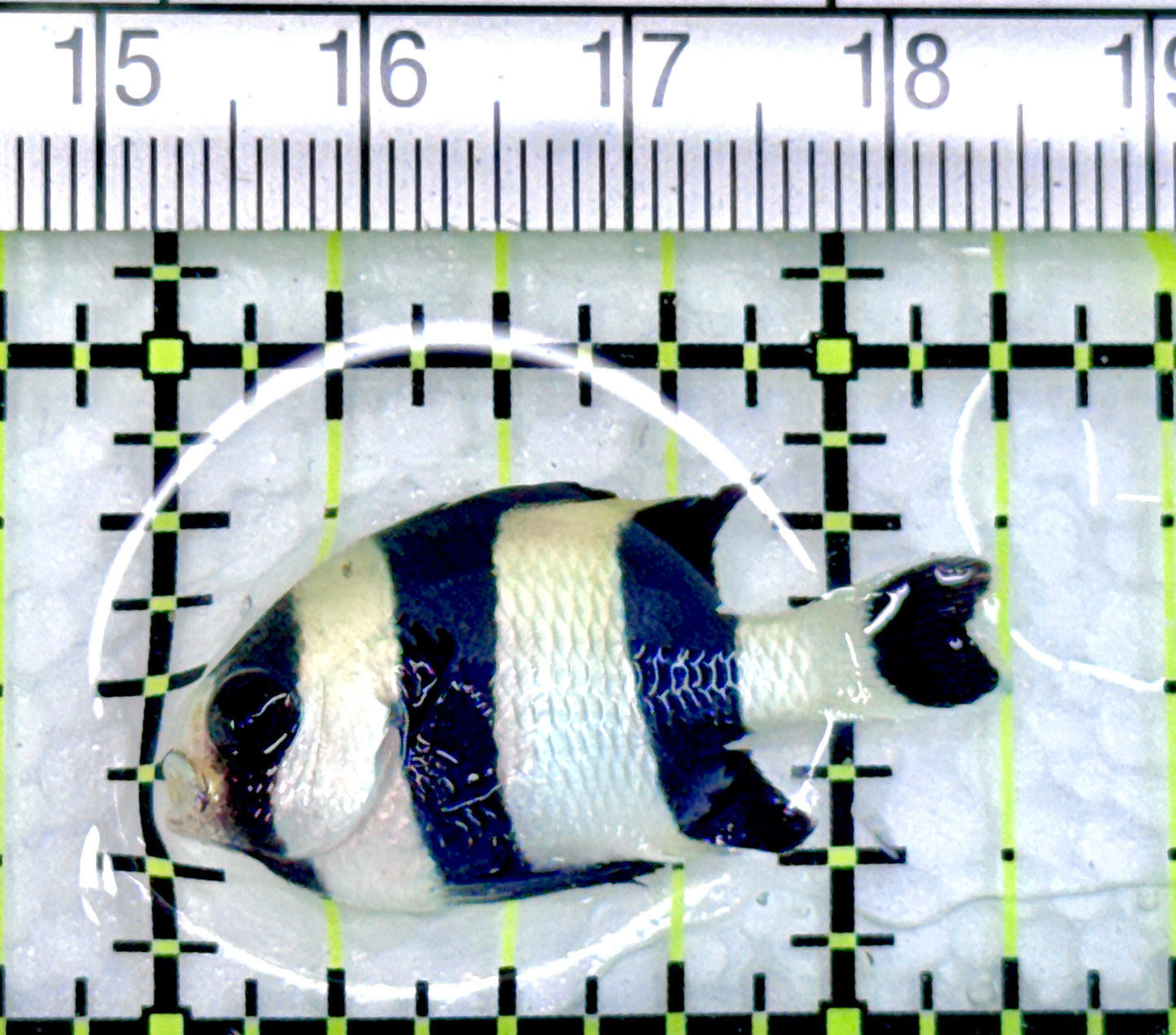 Four Stripe Damselfish FSD072104 WYSIWYG Size: 1.25" approx