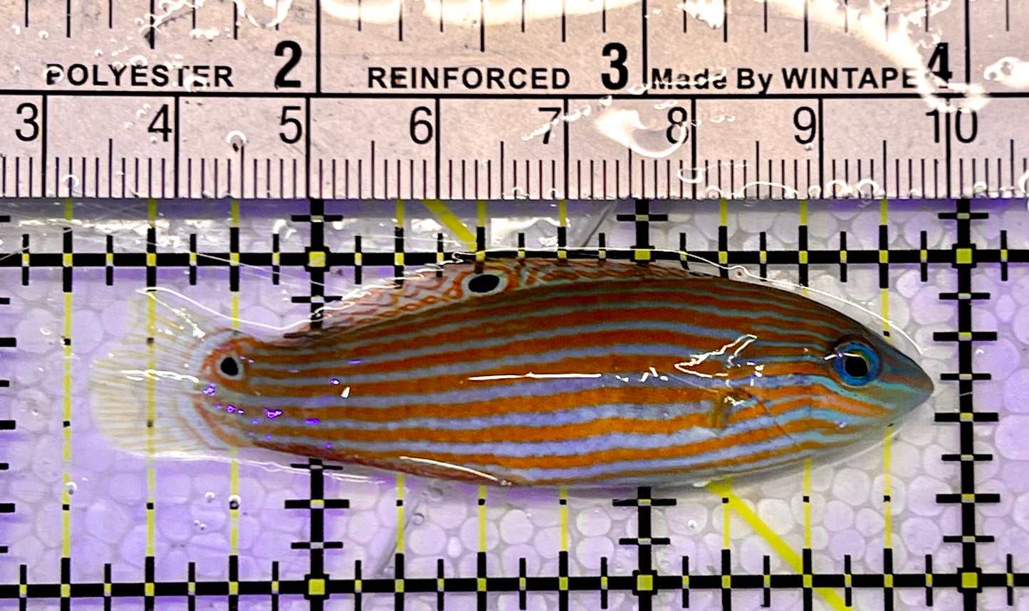 Adorned Wrasse AW051501 WYSIWYG Size: L 2.5"