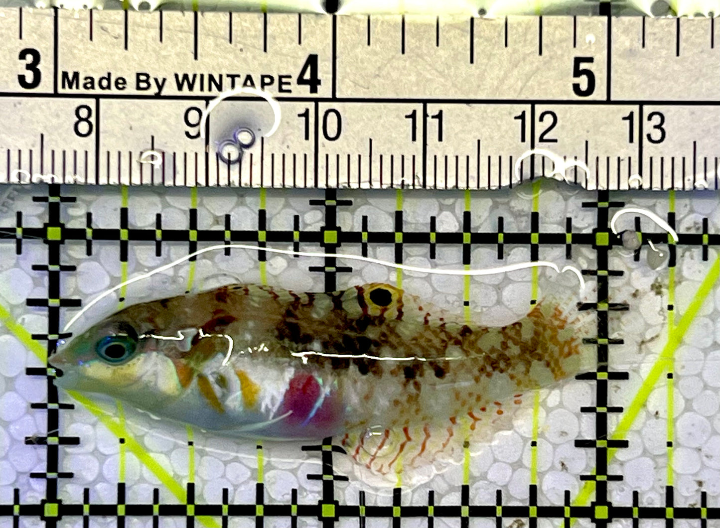 Nebulous Picture Wrasse NPW051501 WYSIWYG Size: L 2.25”