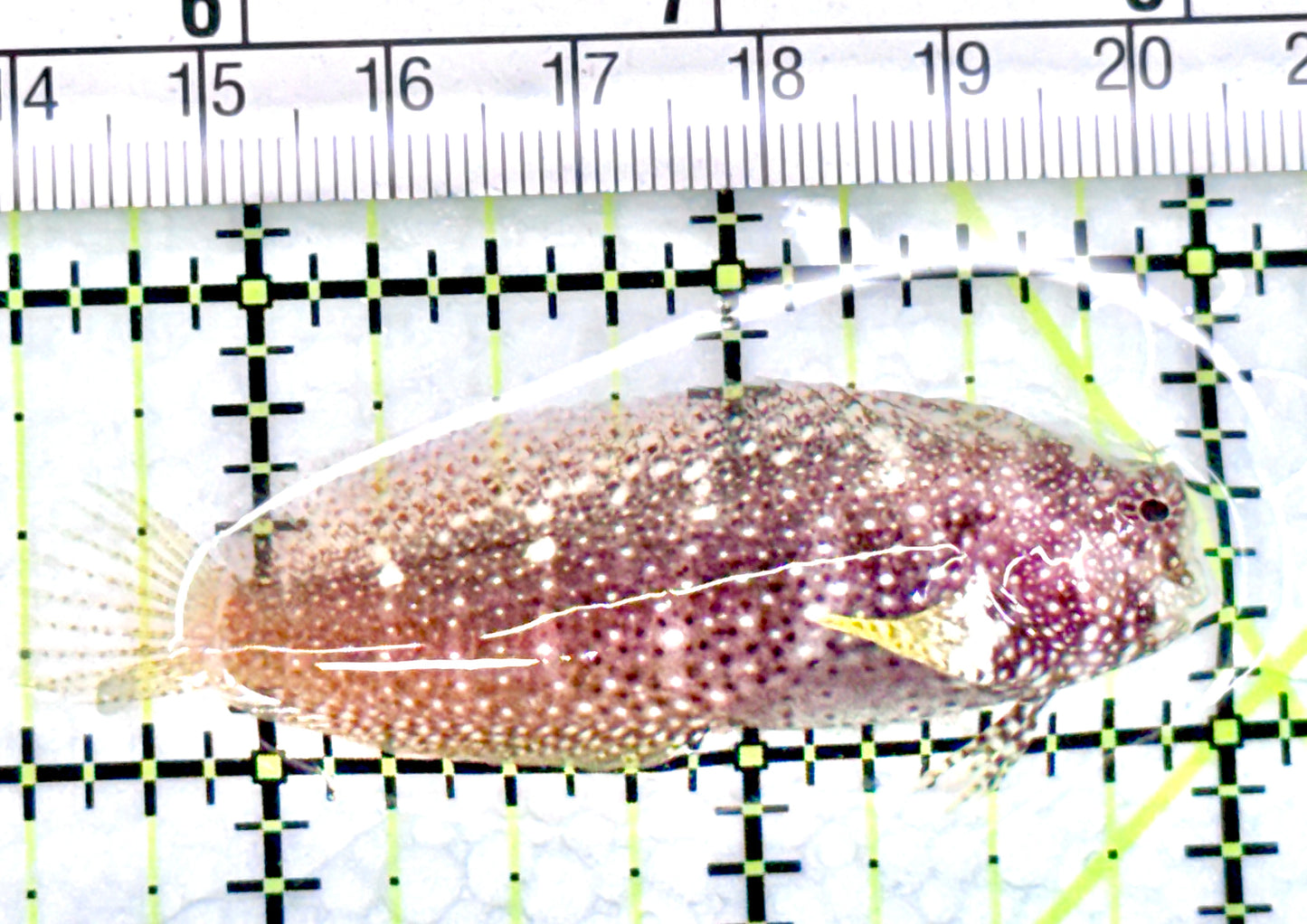 Starry Blenny SB072102 WYSIWYG Size: M 2.5" approx